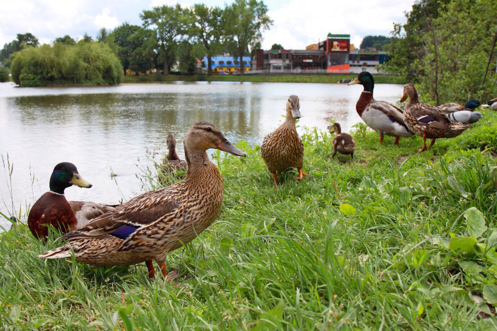 Canon EOS 50D sample photo. Animal, animals, beak, bird photography