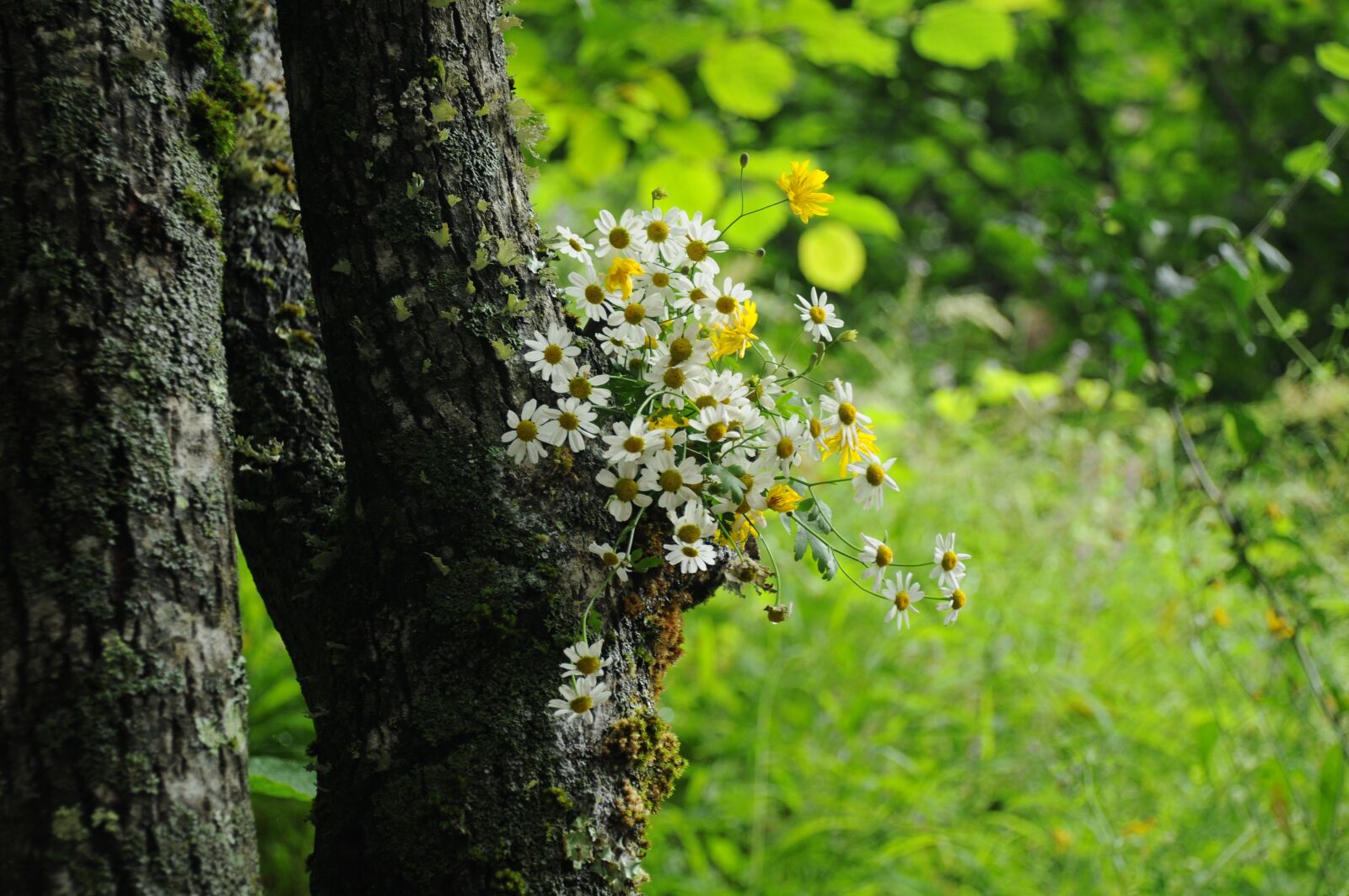 Nikon D300 sample photo. Flower, daisy, nature photography