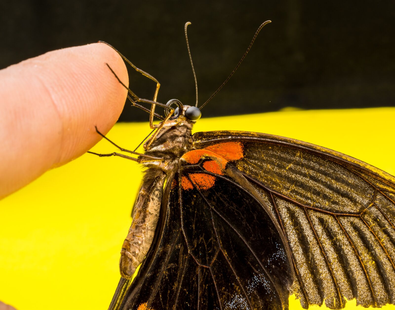 Nikon D5200 sample photo. Butterfly, insect photography