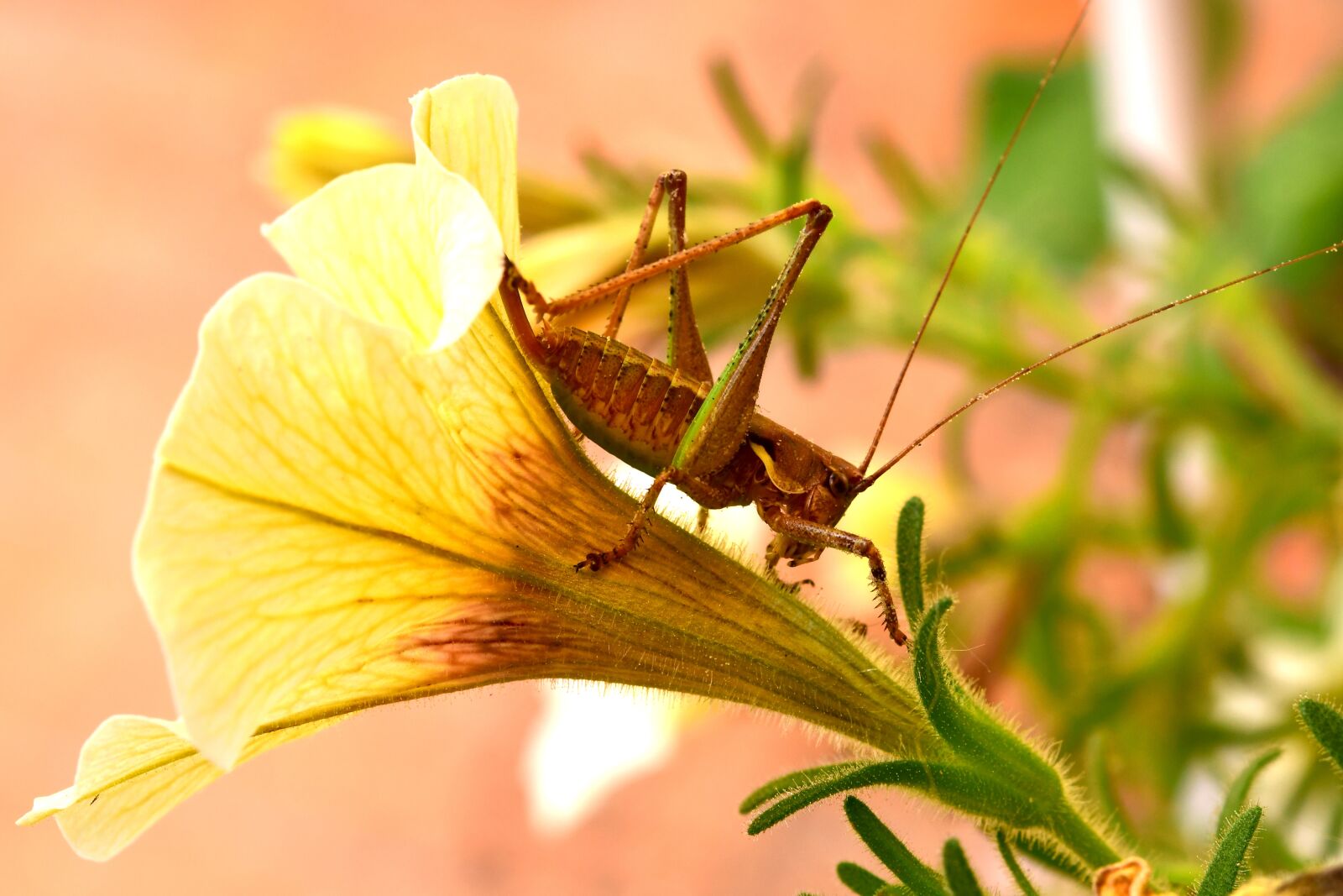 Nikon D7500 sample photo. Insect, grillo, flower photography
