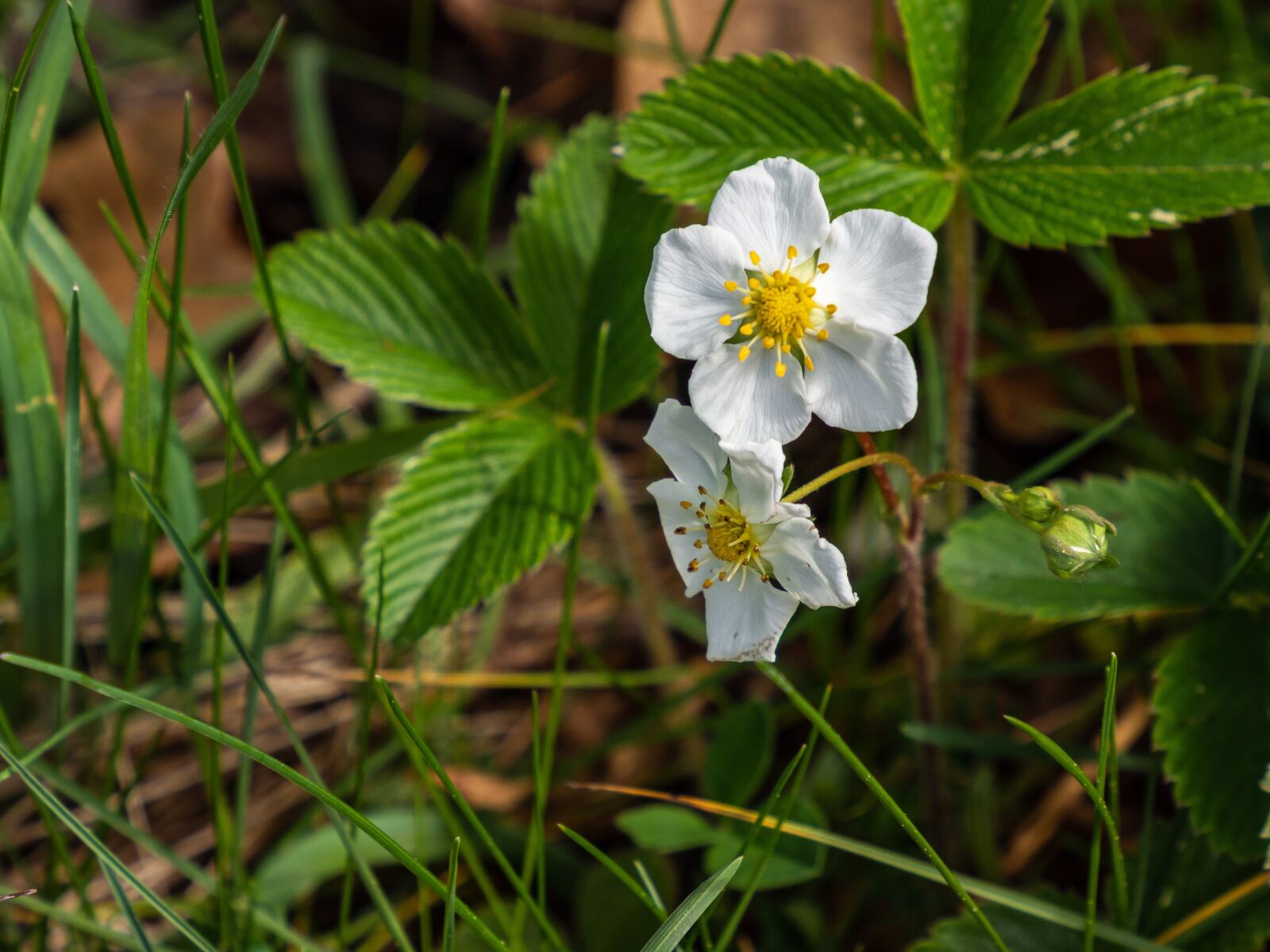 Olympus OM-D E-M10 III sample photo. Strawberry, flower, forest photography