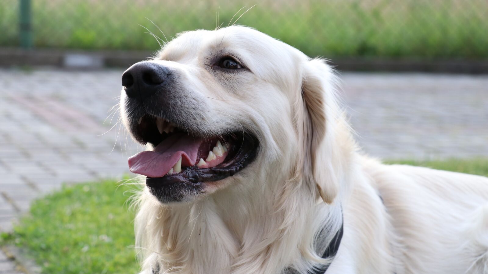 Canon EF-S 18-135mm F3.5-5.6 IS USM sample photo. Dog, golden retriever, animals photography