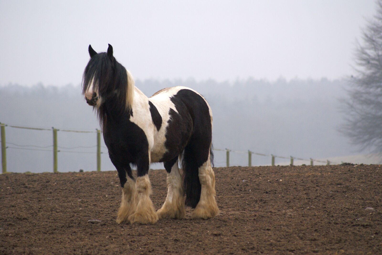 Sony Alpha DSLR-A200 sample photo. Horse, pasture, winter photography