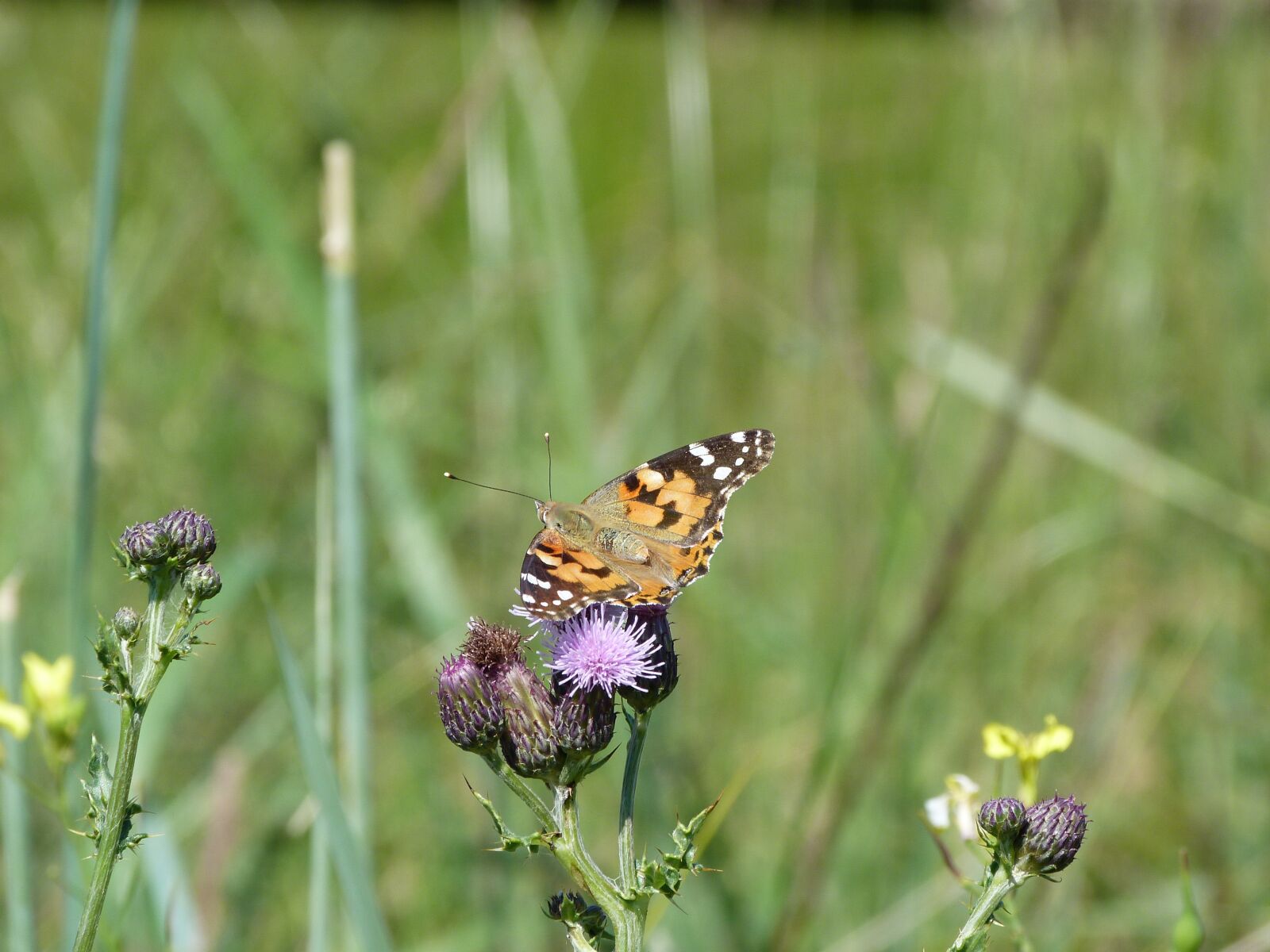 Panasonic Lumix DMC-FZ40 (Lumix DMC-FZ45) sample photo. Butterfly, red admiral, nature photography