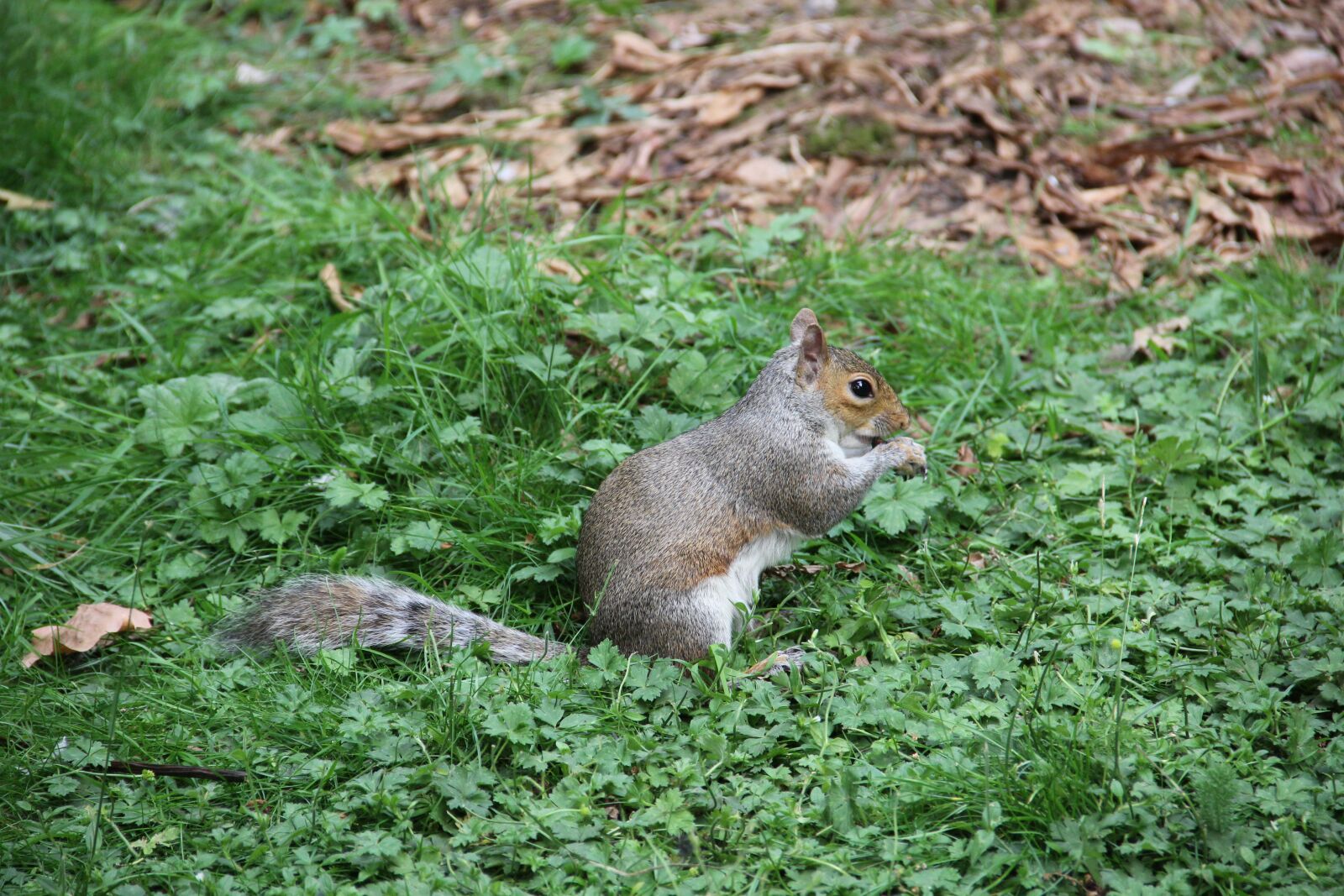 Canon EOS 550D (EOS Rebel T2i / EOS Kiss X4) sample photo. Squirrel, rodent, animal photography