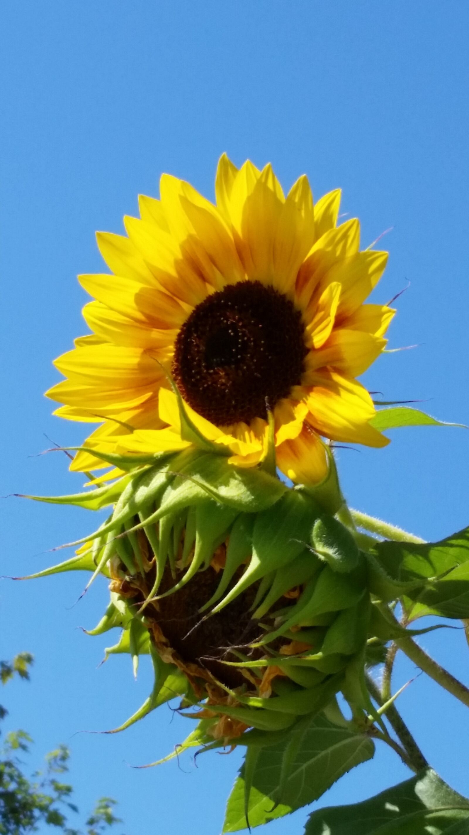 Samsung Galaxy S5 sample photo. Sunflower, summer, sky photography