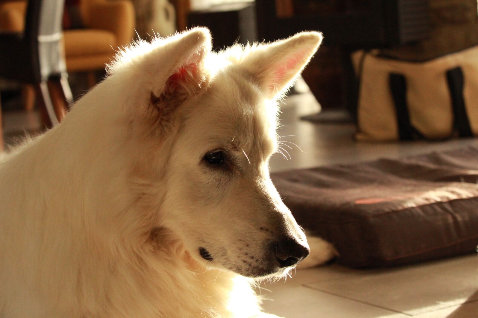 Canon EOS 1200D (EOS Rebel T5 / EOS Kiss X70 / EOS Hi) sample photo. Swiss white shepherd, animals photography