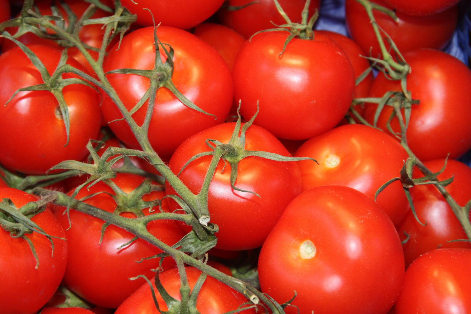 Canon EOS 50D sample photo. Tomatoes, vegetables, datailaufnahme photography