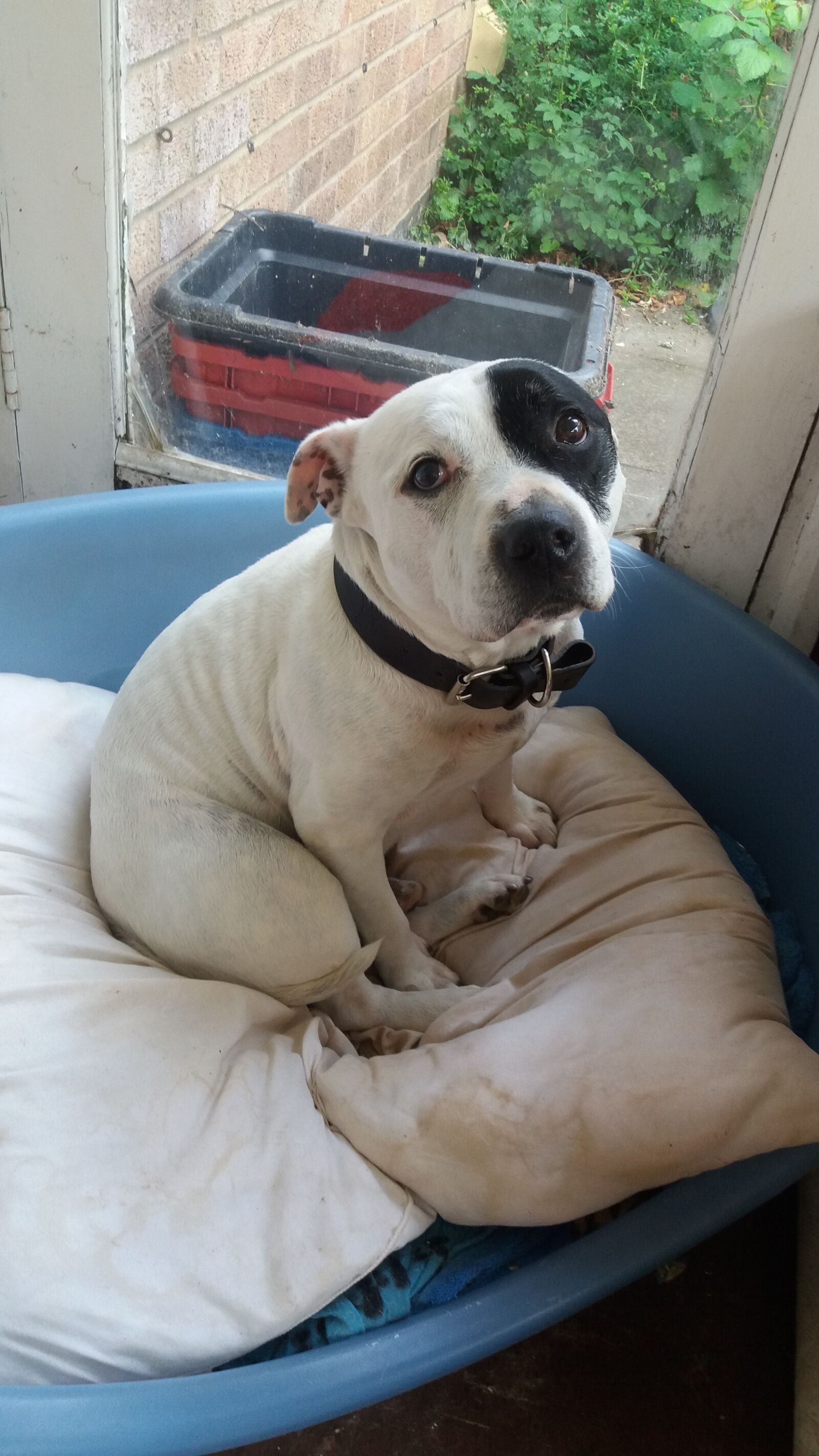 Samsung Galaxy J5 sample photo. Dog, staffordshire bull terrier photography