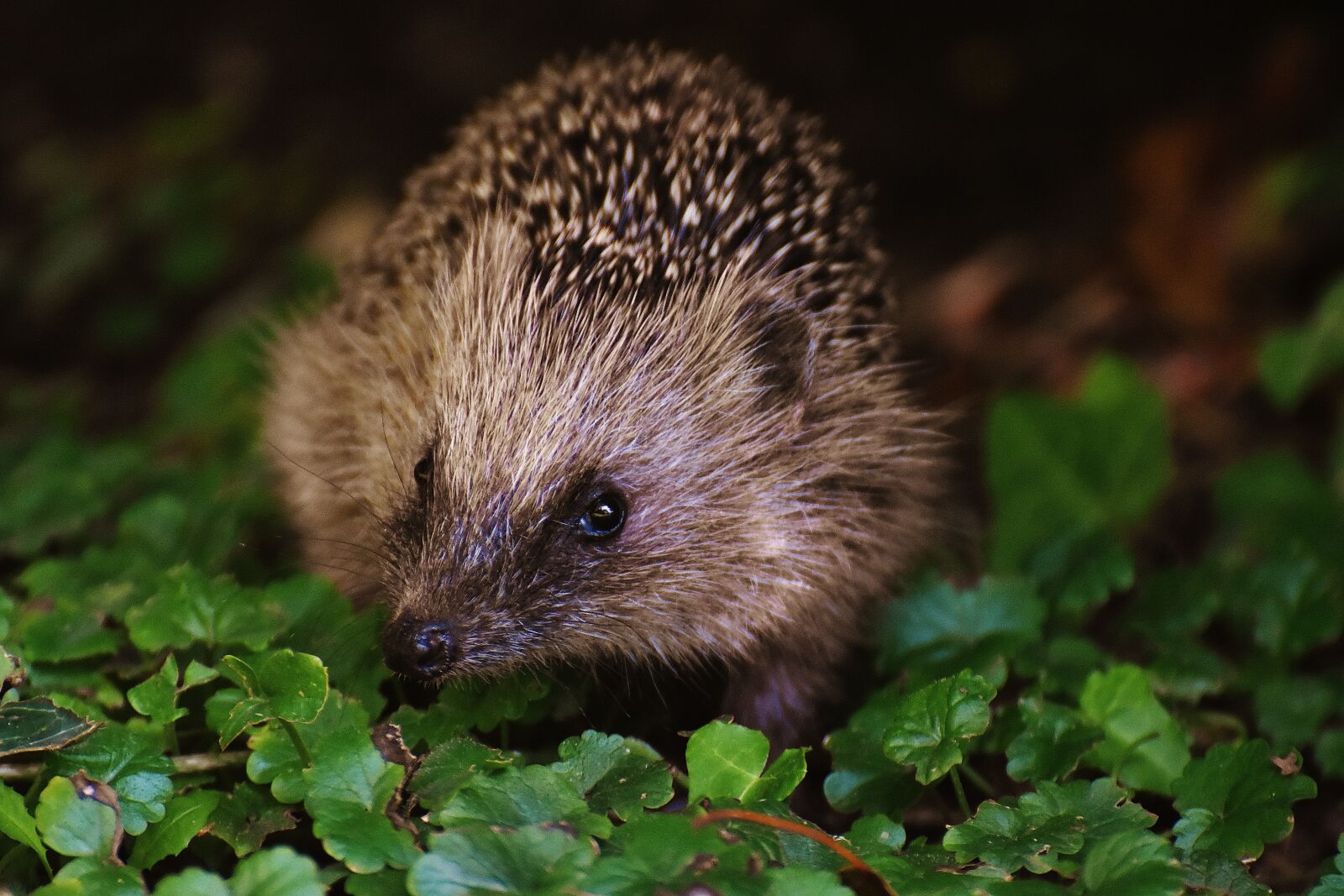 Nikon D7200 sample photo. Eye to eye, hedgehog photography
