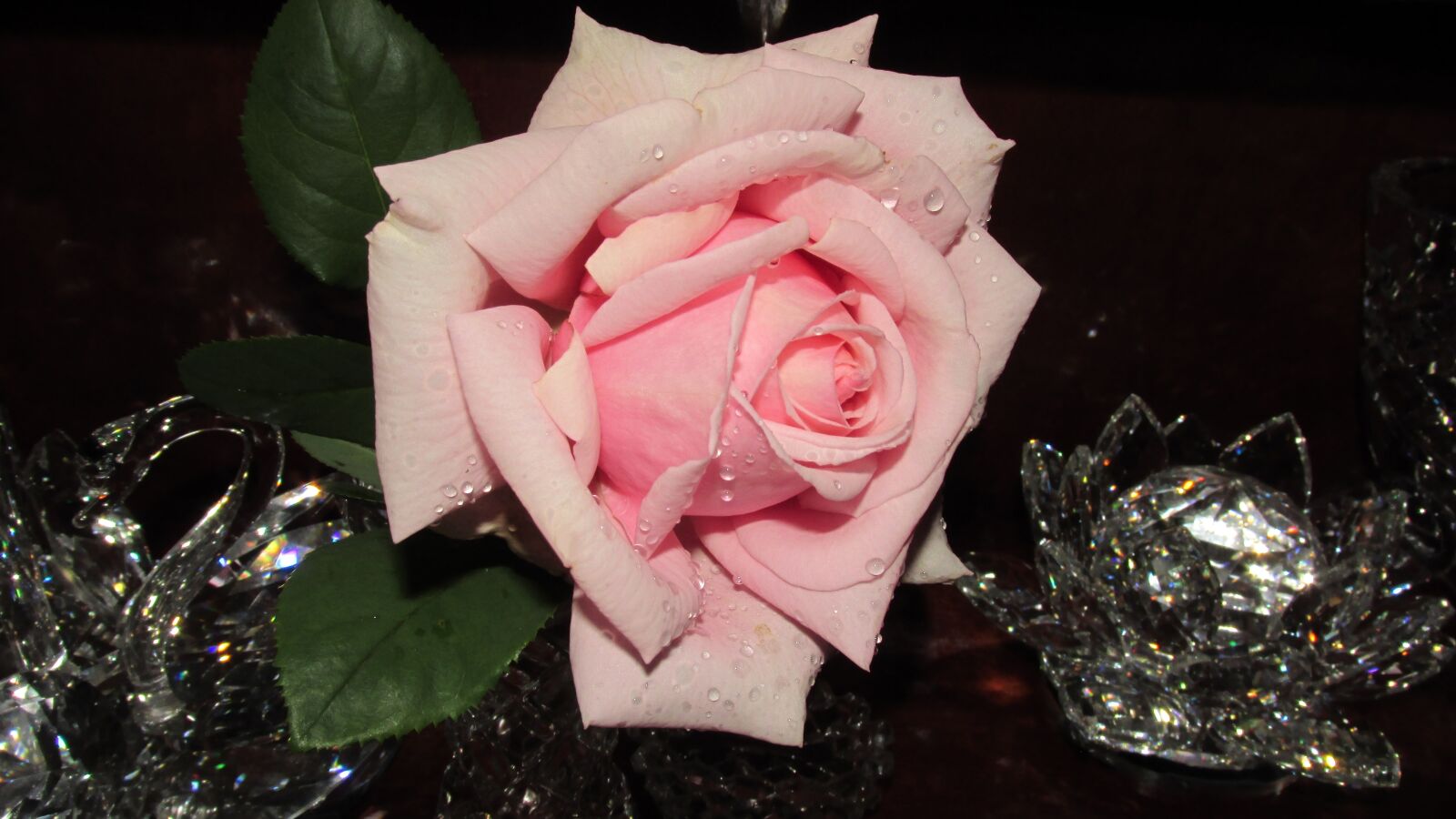 Canon PowerShot SX170 IS sample photo. Rose, pink, flower photography