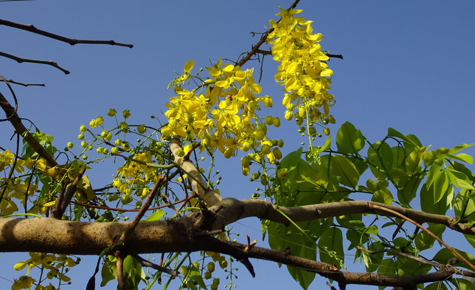 Sony DSC-WX800 sample photo. Flower, golden shower, cassia photography