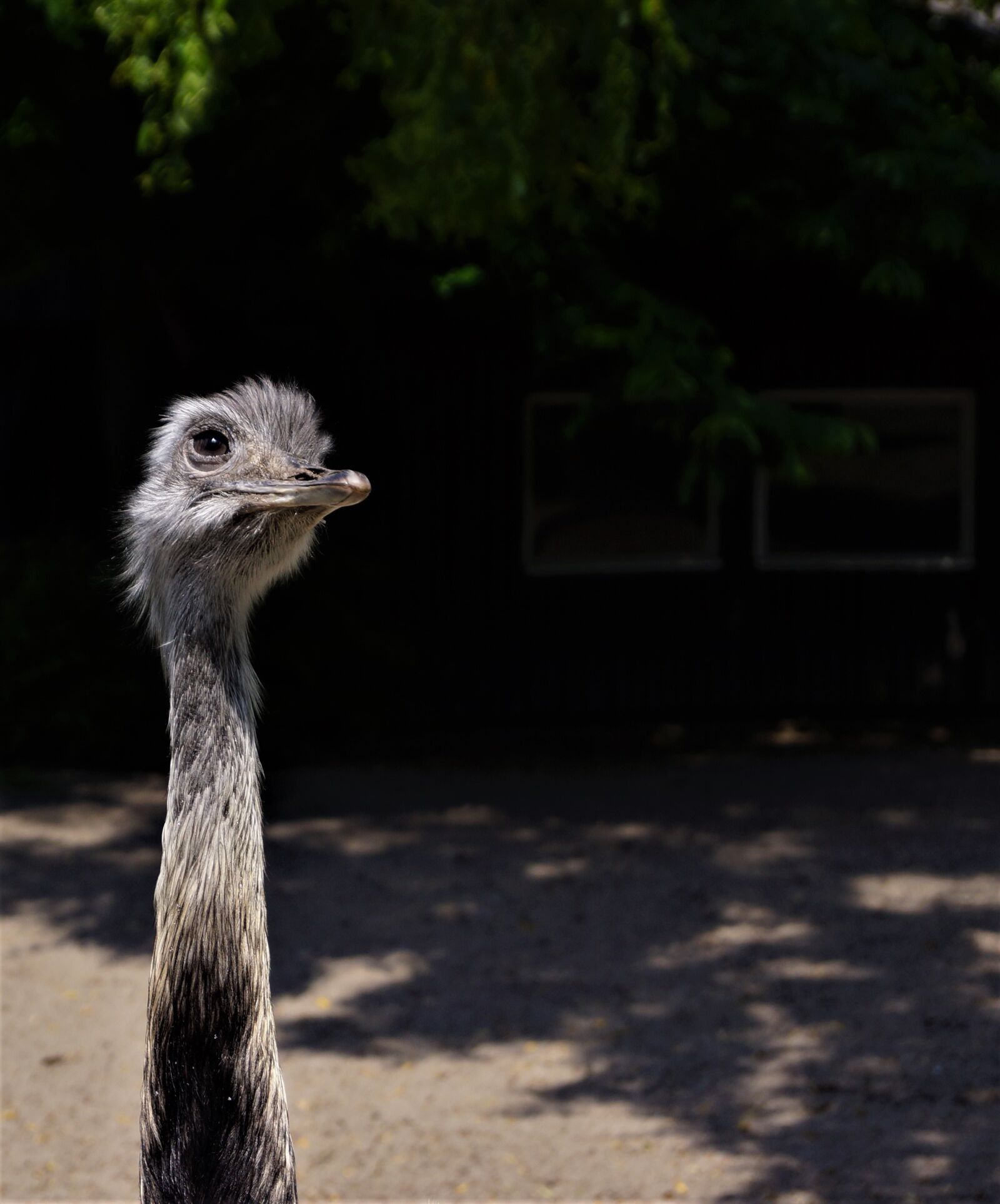 Sony SLT-A65 (SLT-A65V) + Sony DT 18-55mm F3.5-5.6 SAM sample photo. Bird, animal world, bouquet photography