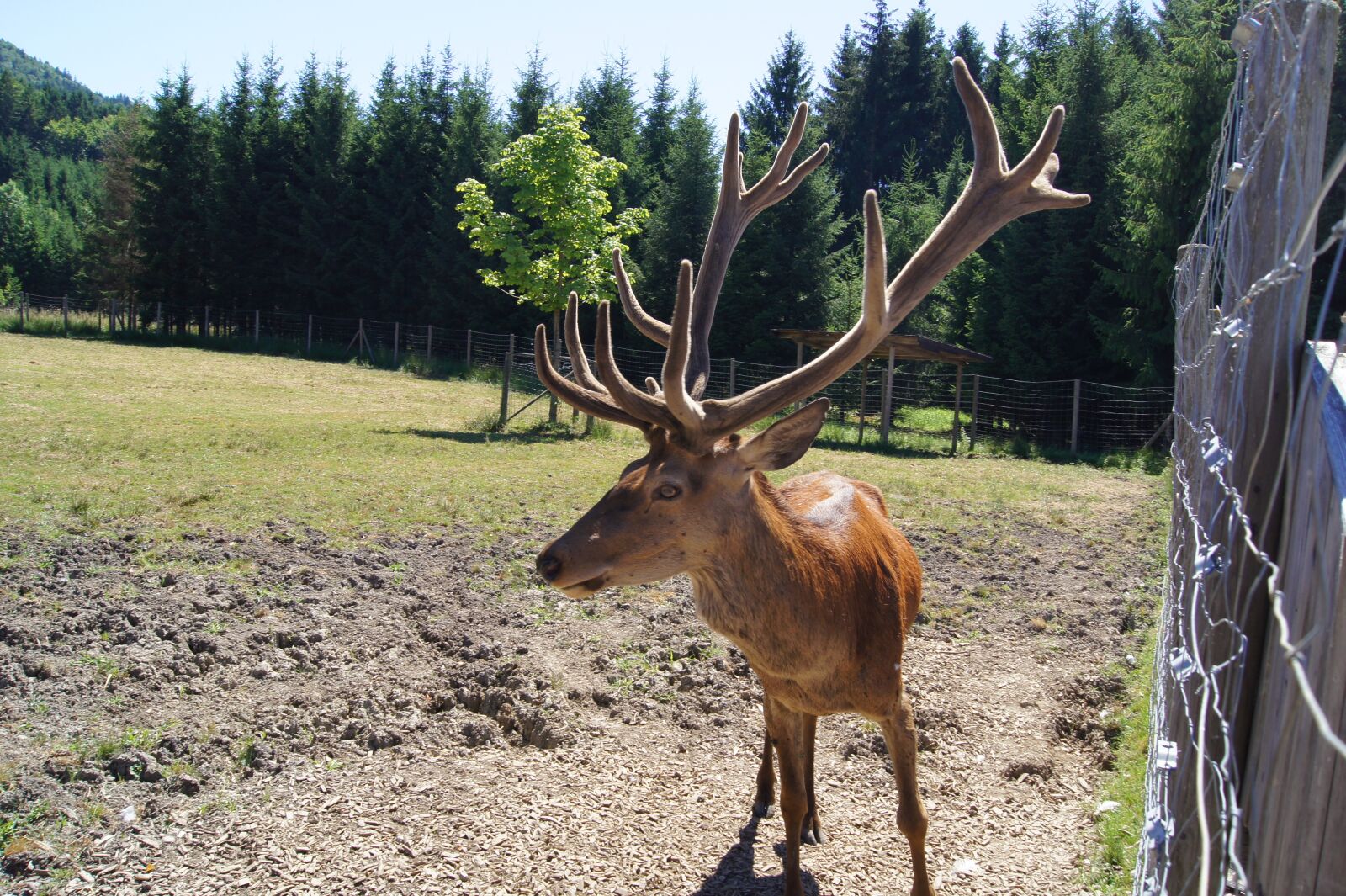 Sony SLT-A33 sample photo. Hirsch, wild, animal photography