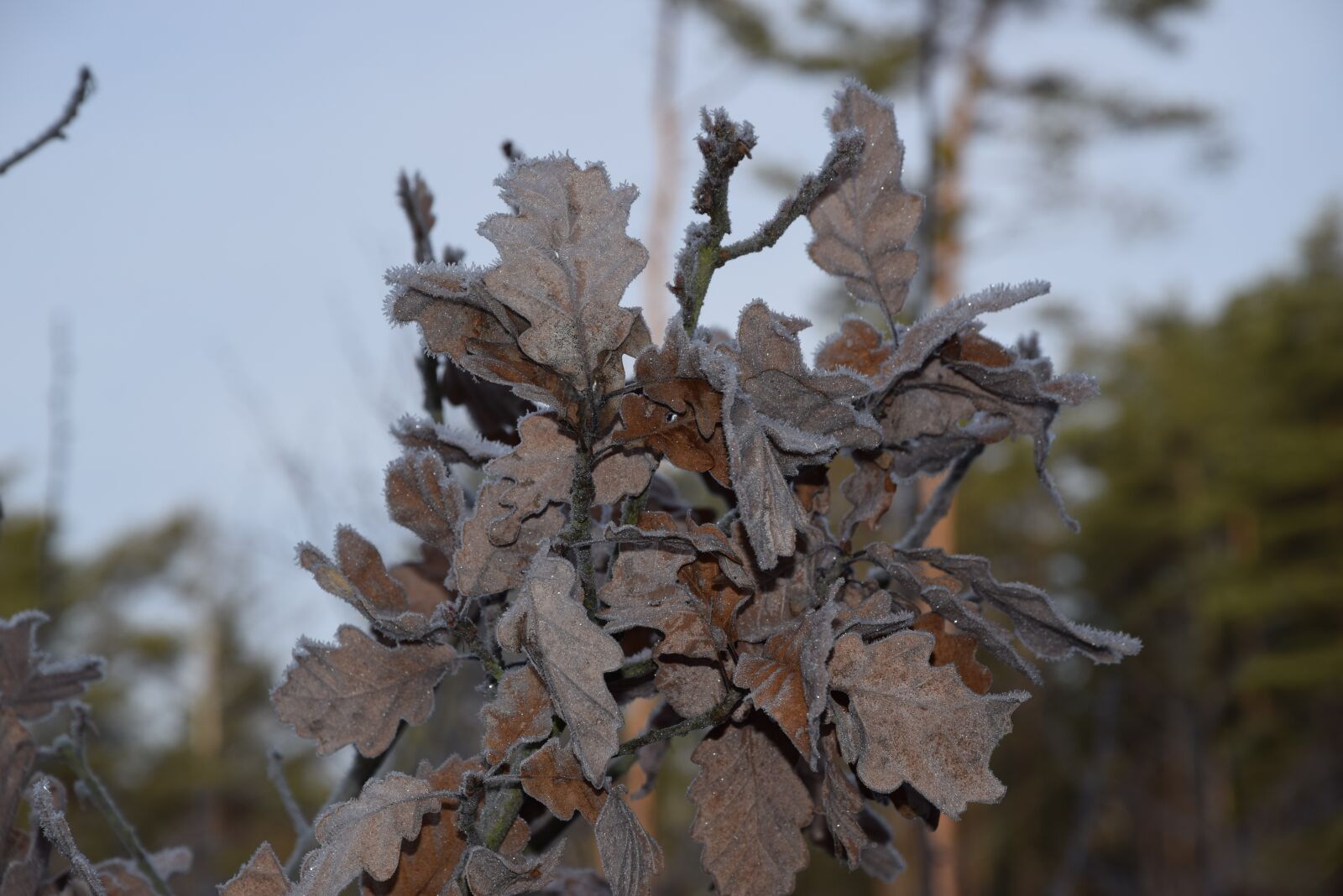 Nikon D5300 sample photo. Oak, foliage, frost photography