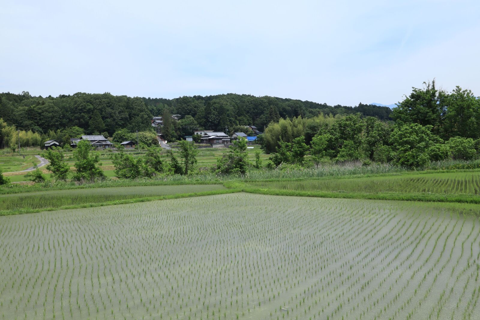 Canon EOS M50 (EOS Kiss M) + Canon EF-M 15-45mm F3.5-6.3 IS STM sample photo. Landscape, summer, agriculture photography