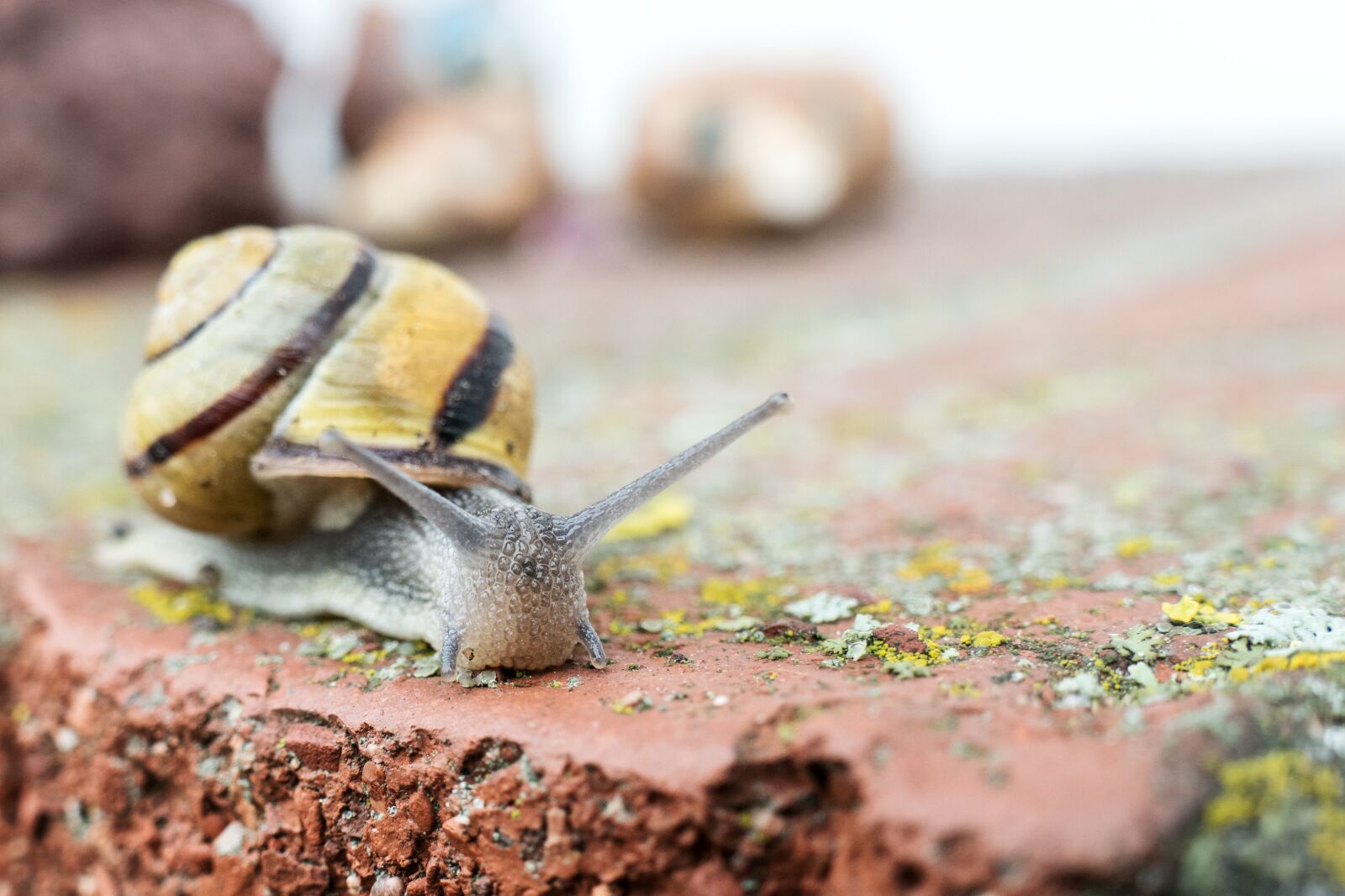 Panasonic Lumix DMC-FZ1000 sample photo. Snail, crawl, shell photography