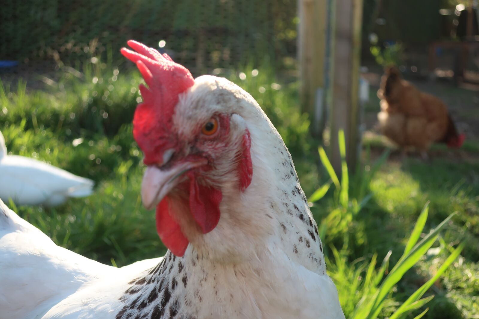 Canon PowerShot G9 X Mark II sample photo. Hen, sussex, chicken photography