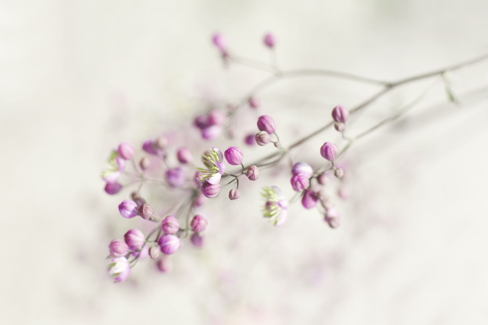 Canon EF 50mm F1.4 USM sample photo. Garden plant, gardening, flower photography