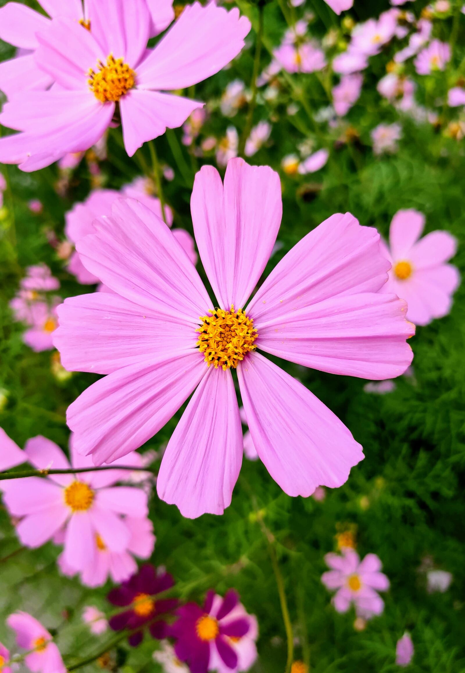 Xiaomi MI 9 sample photo. Plant, pink, flowers photography