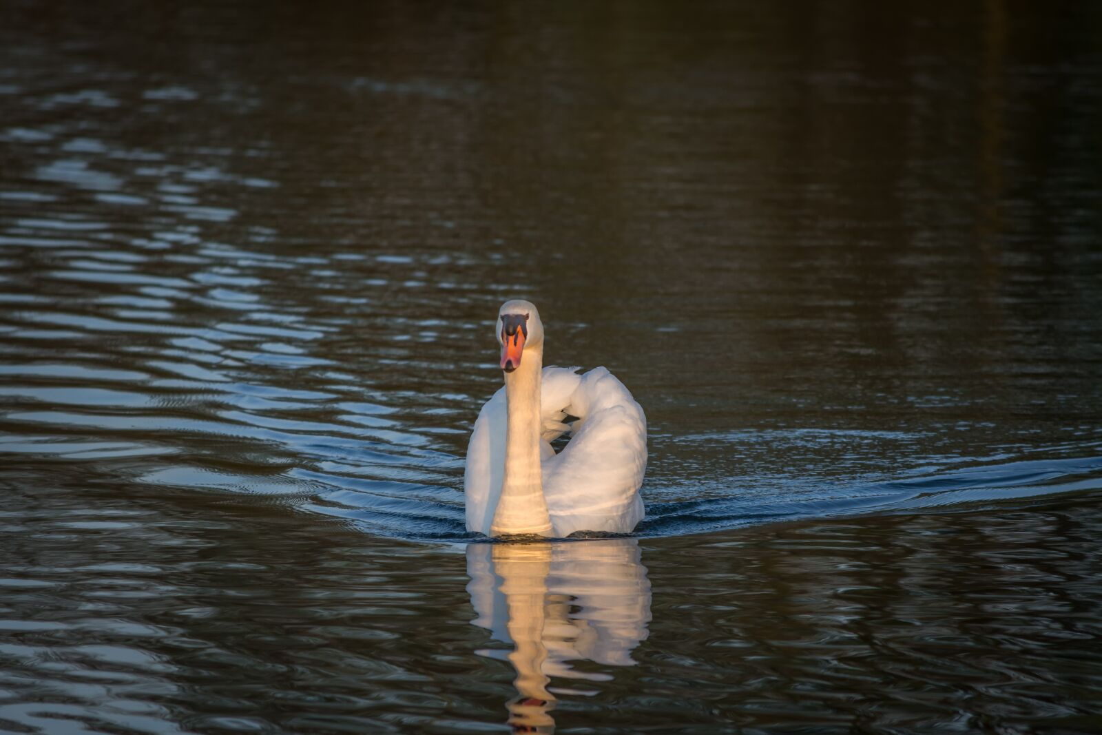 Nikon D7200 sample photo. Swan, waters, lake photography
