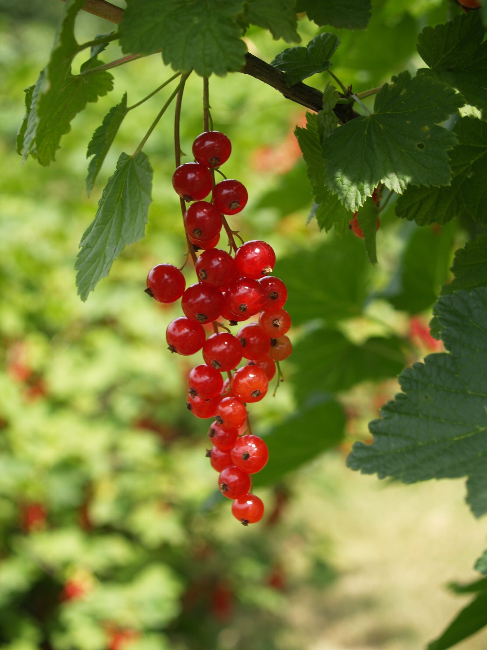 Olympus E-500 (EVOLT E-500) sample photo. Currant, red, garden photography