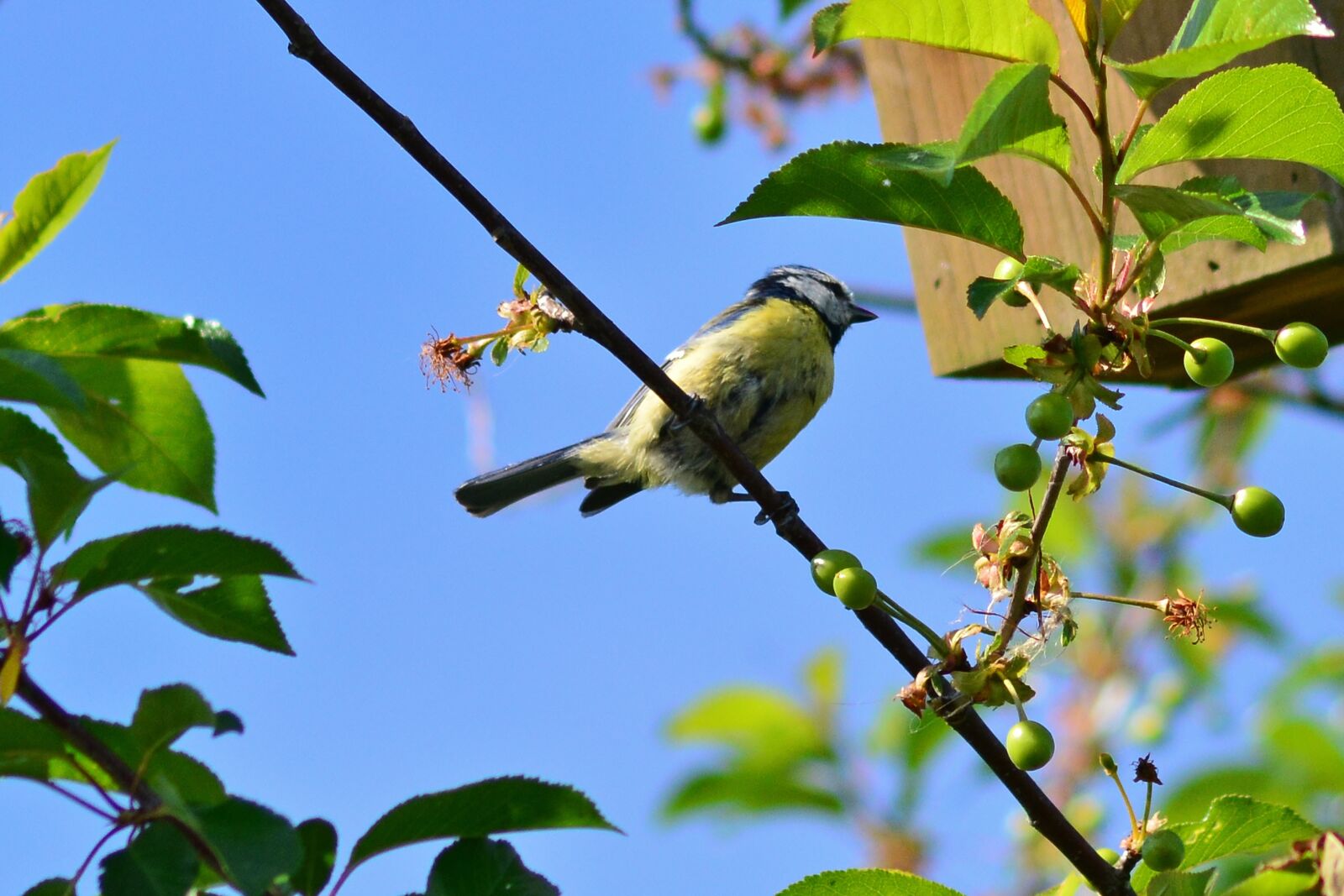 Nikon D5200 sample photo. Blue tit, tree, songbird photography