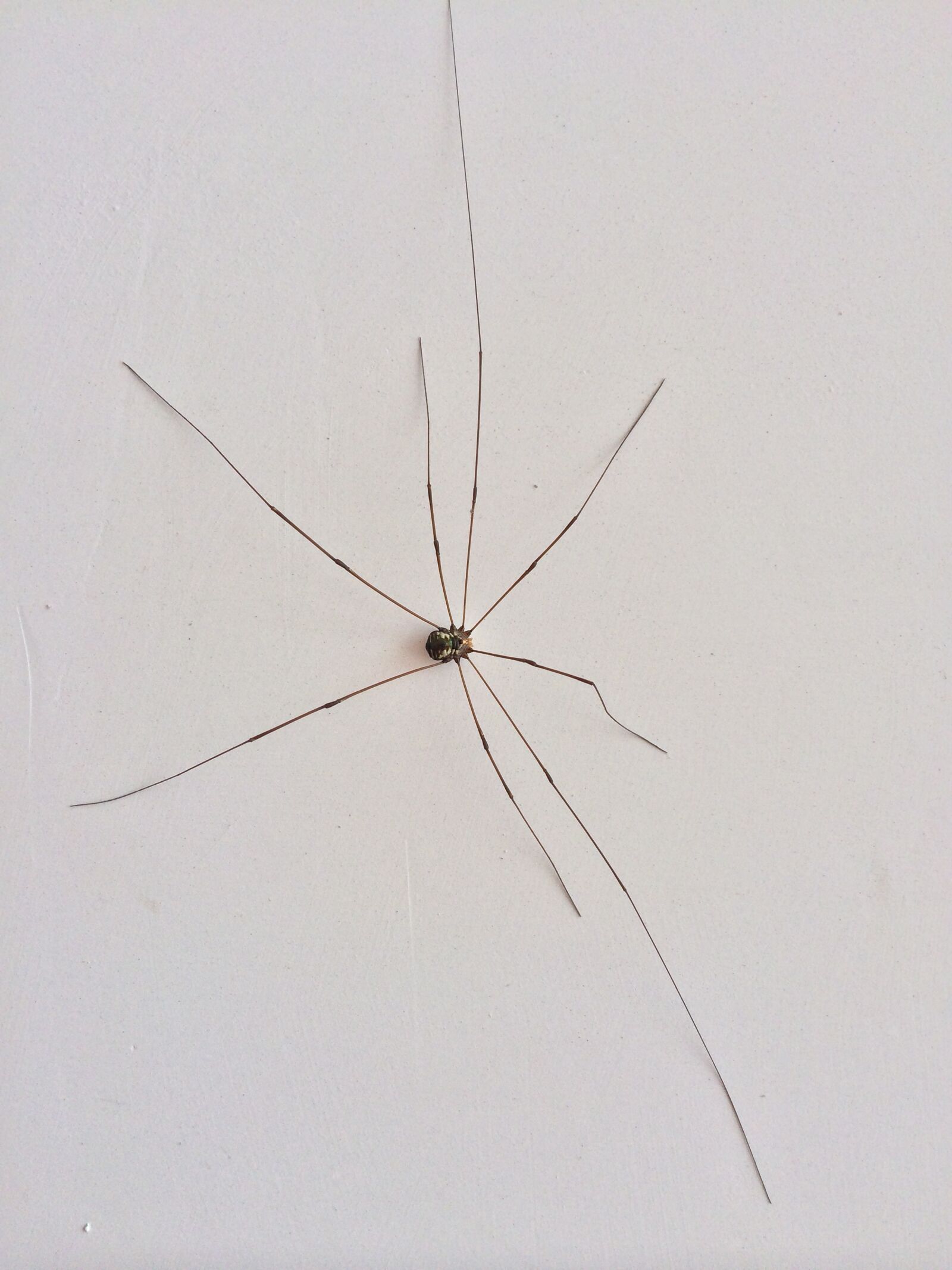 iPhone 5s back camera 4.12mm f/2.2 sample photo. Monster, insect, spider photography