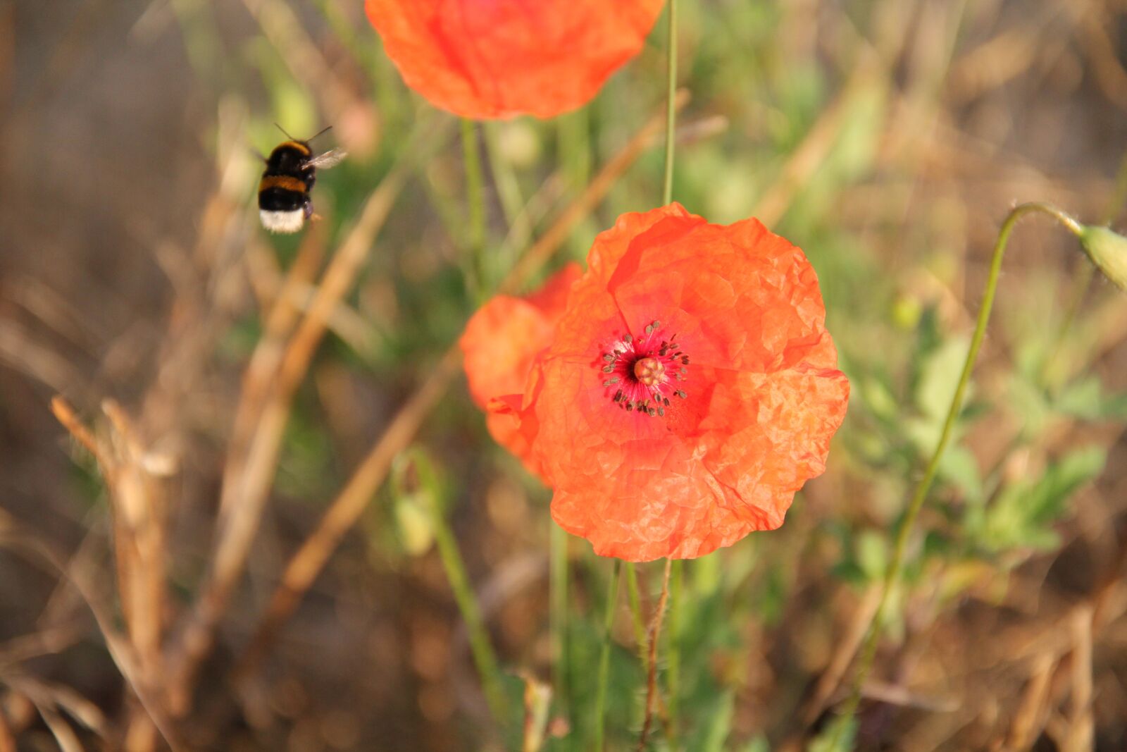 Canon EOS 550D (EOS Rebel T2i / EOS Kiss X4) sample photo. Poppy, blossom, bloom photography