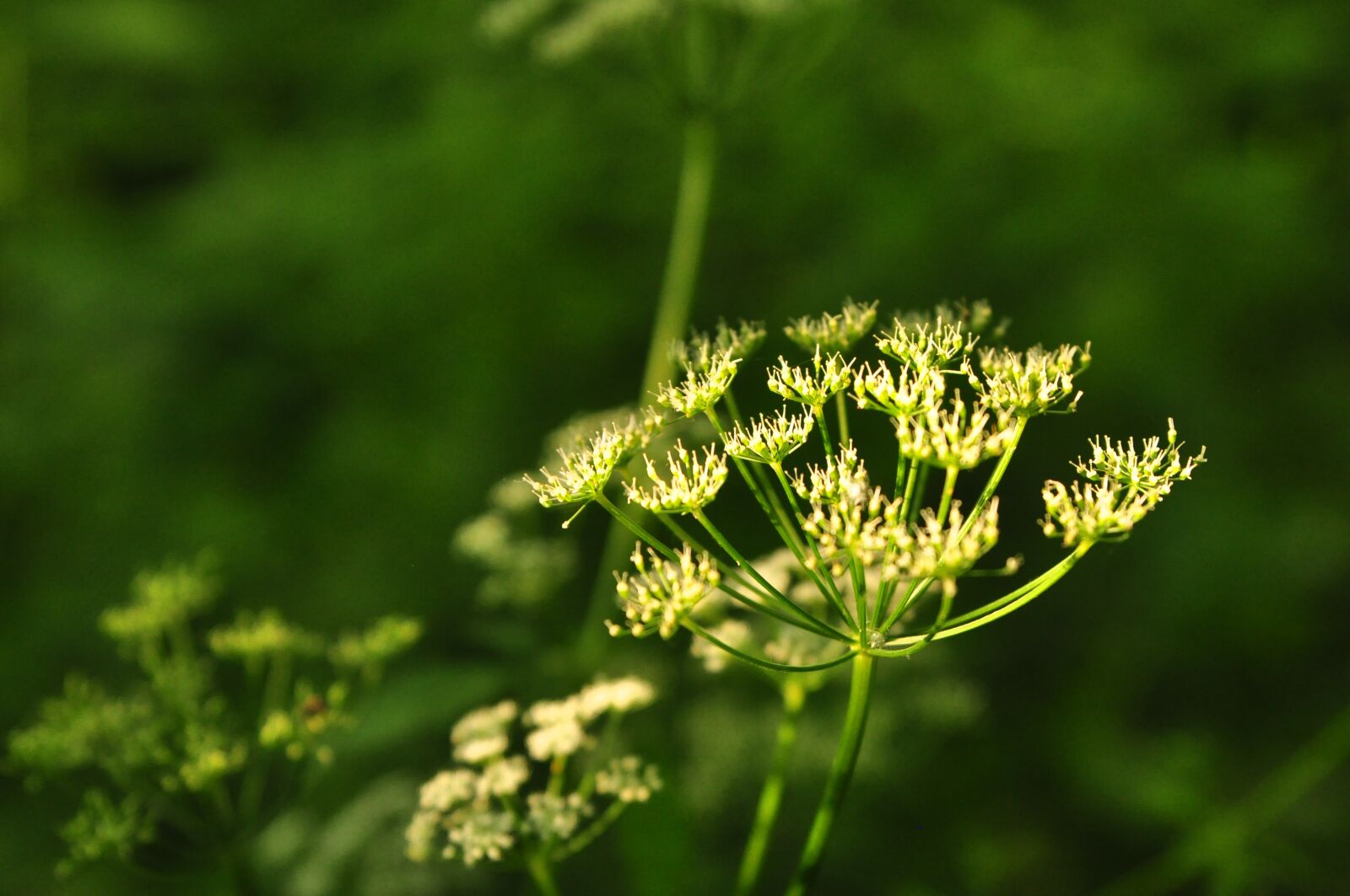 Nikon D90 sample photo. Plant, pointed flower, grassland photography