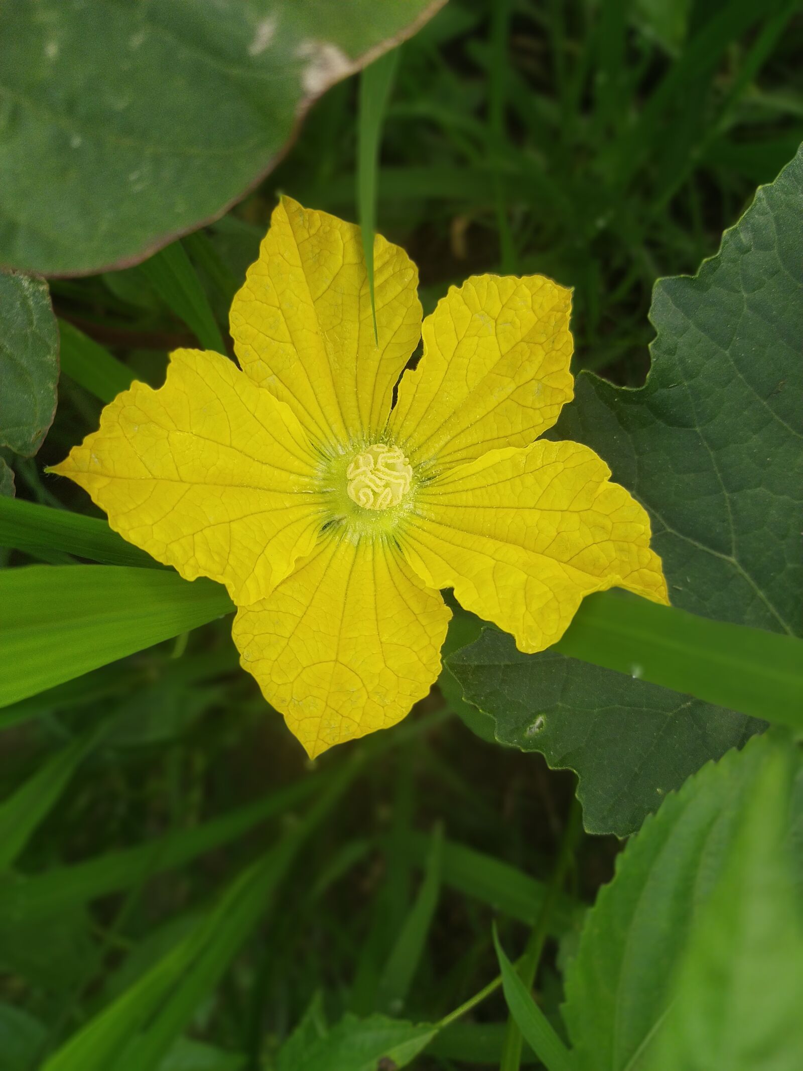 Xiaomi Redmi Note 8 sample photo. Blur, nature, garden photography