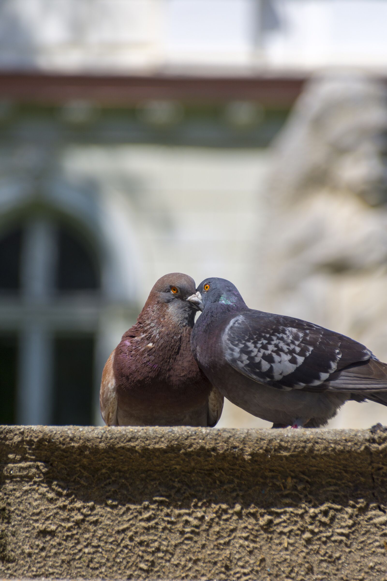 Nikon D7200 sample photo. Doves, love, peace photography