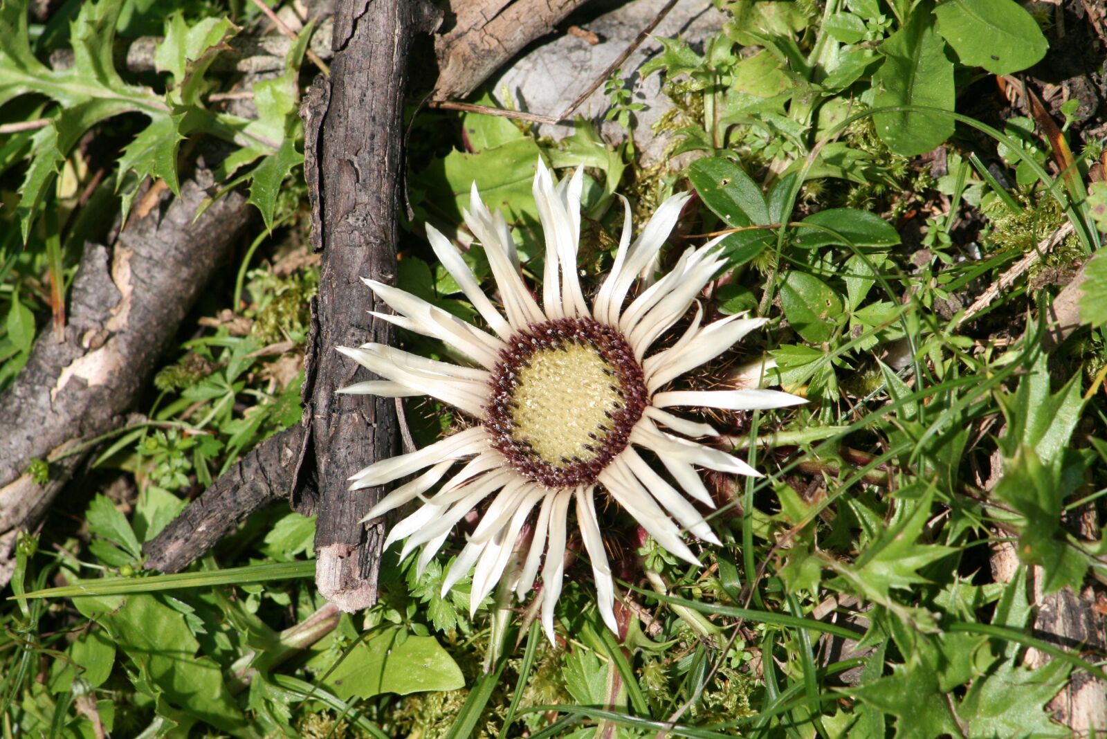 Canon EOS 400D (EOS Digital Rebel XTi / EOS Kiss Digital X) sample photo. Austria, wildflower, alpine flowers photography