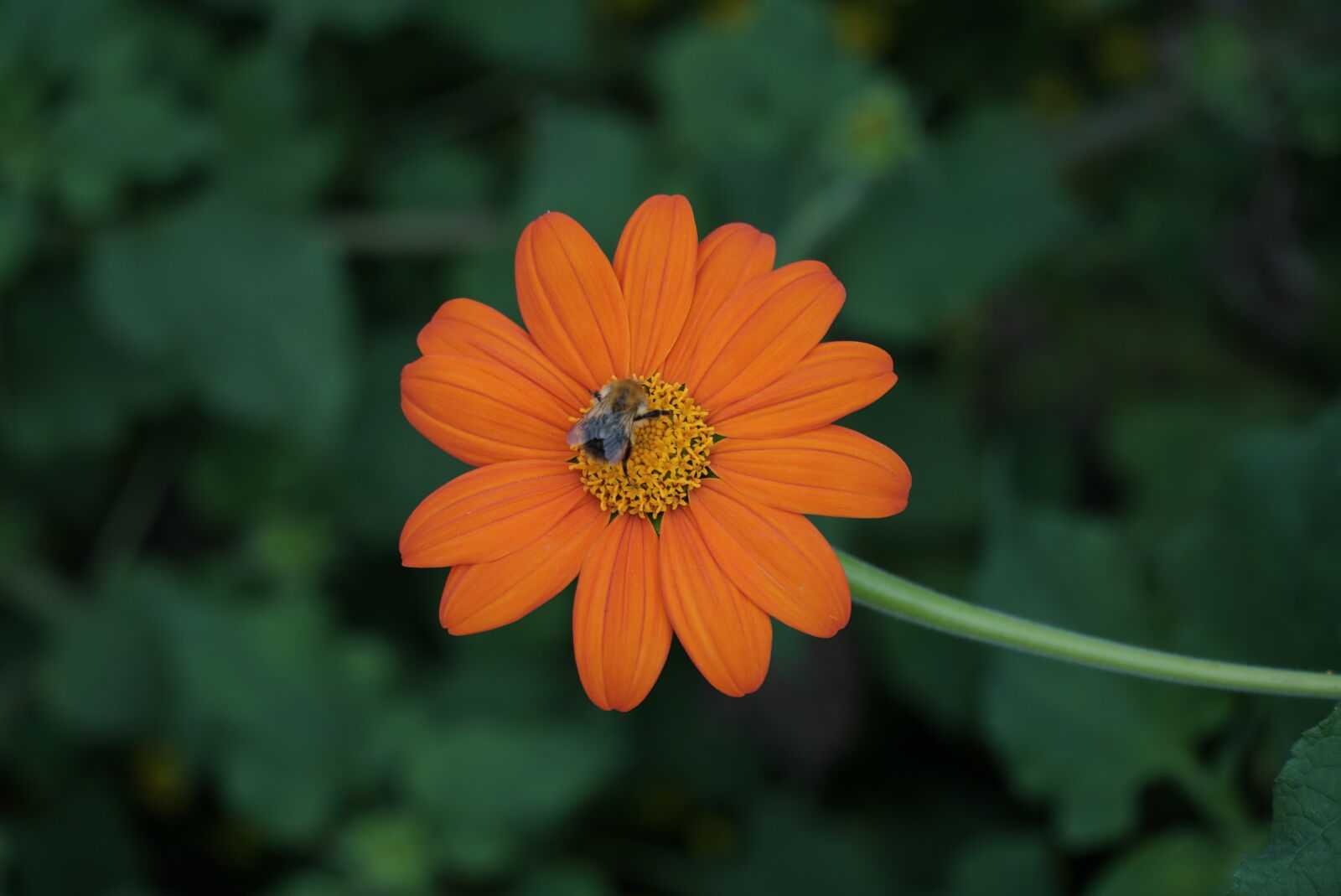 Sony a6000 + Sony E PZ 18-105mm F4 G OSS sample photo. Bumblebee, flower, insect, summer photography