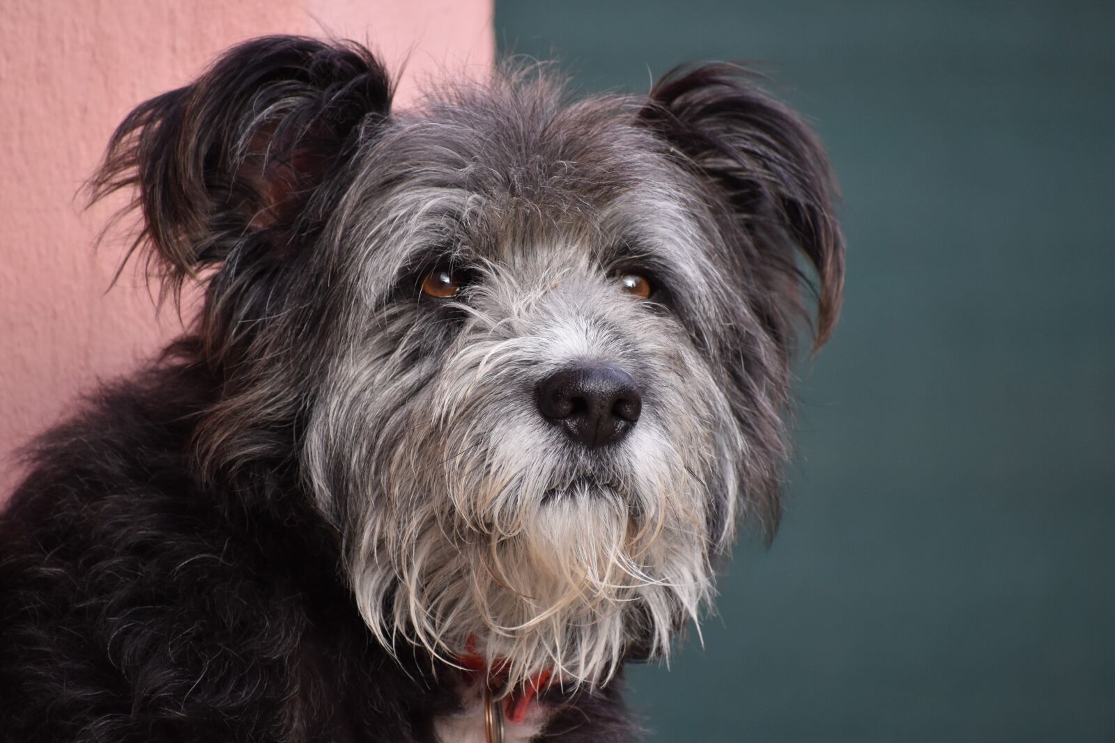 Nikon D3500 sample photo. Dog, animal, collie photography