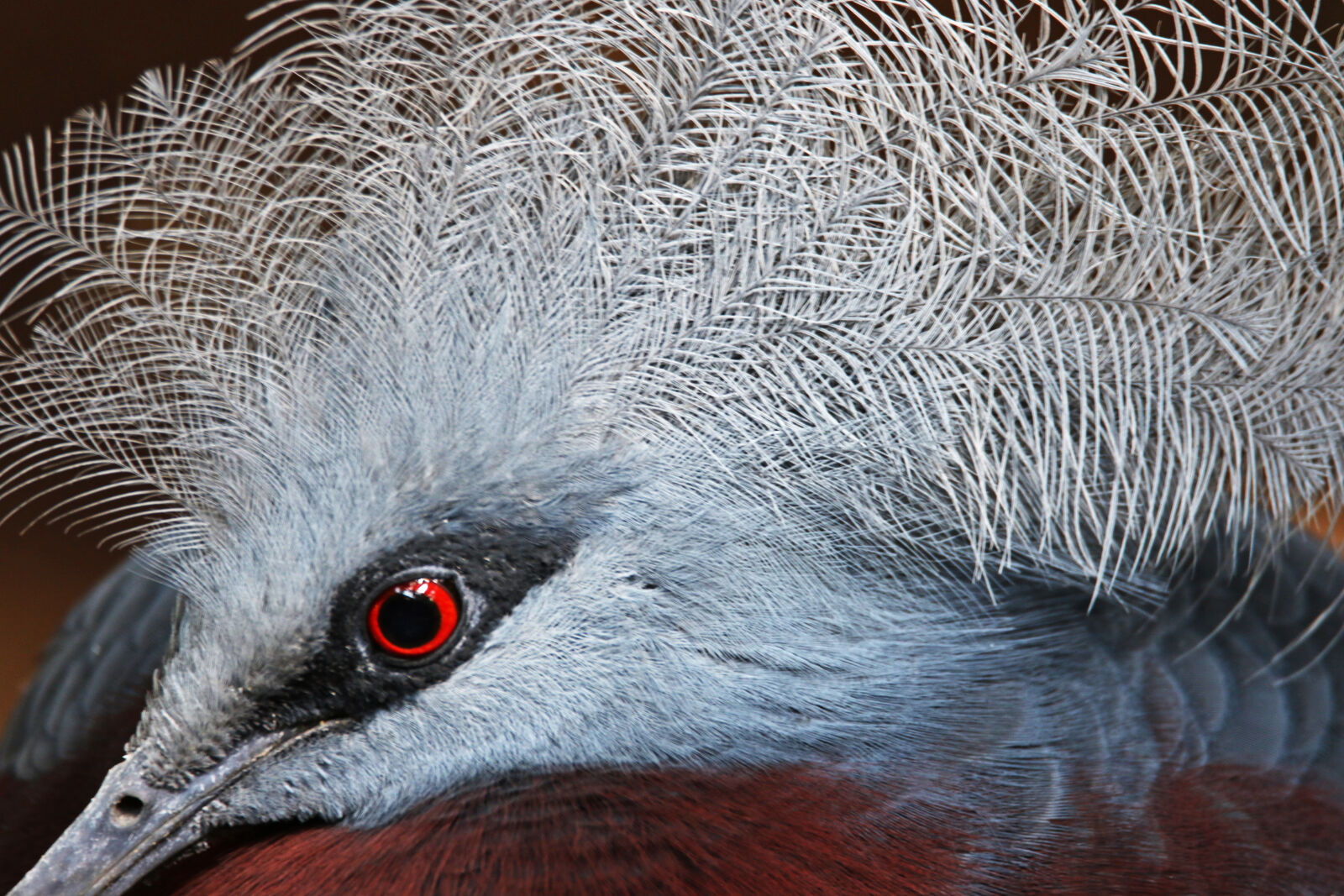 Canon EOS 7D Mark II sample photo. Animal, bird, exotic, eye photography