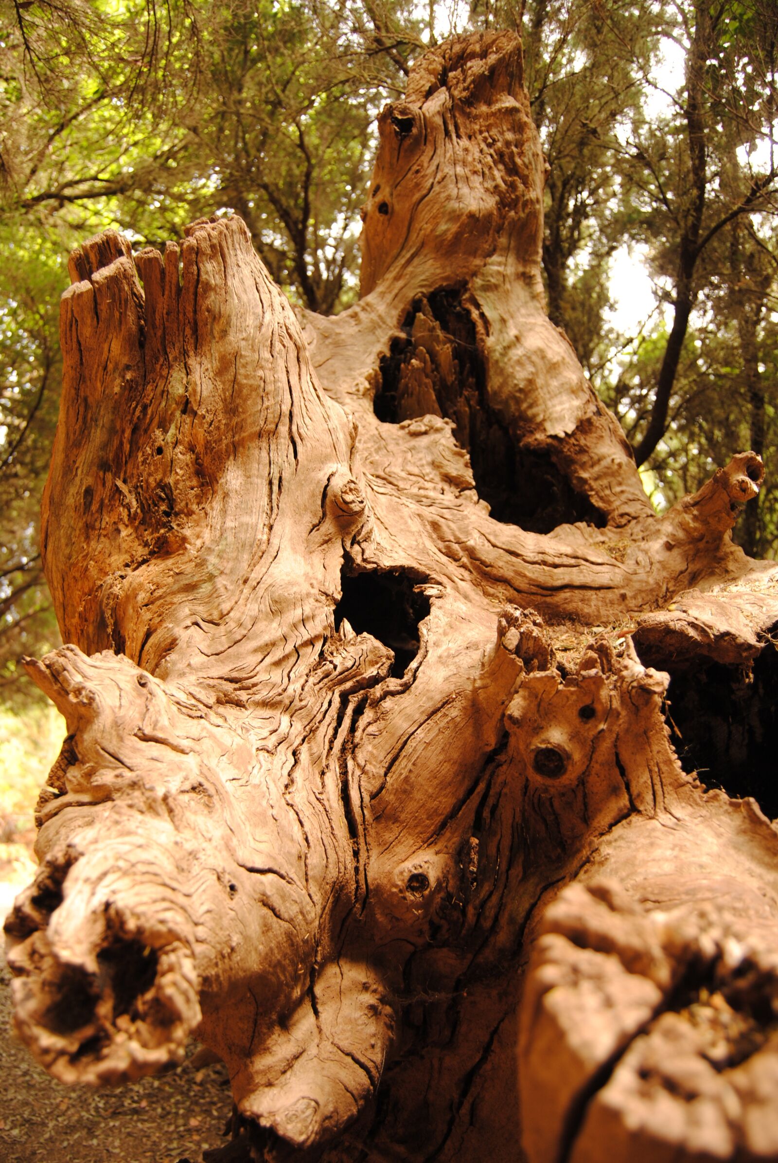 Nikon D3000 sample photo. Tree, tree trunk, dead photography