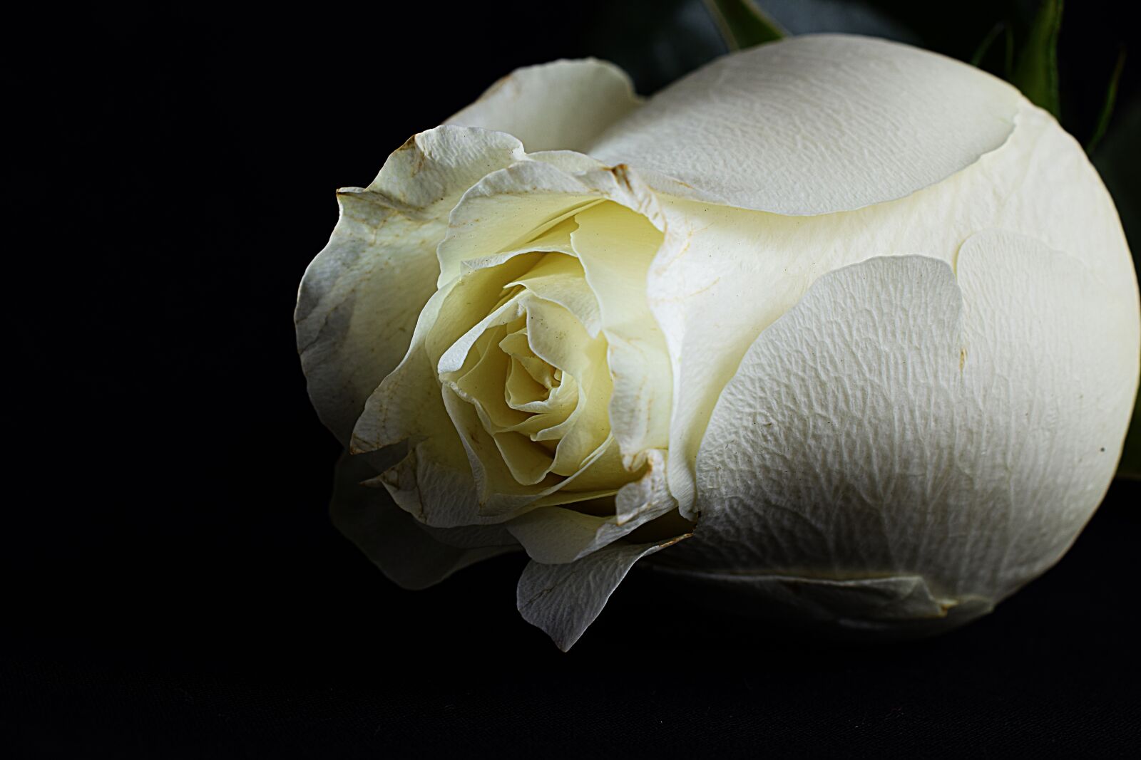 Nikon D5300 sample photo. Rose, white rose, black photography
