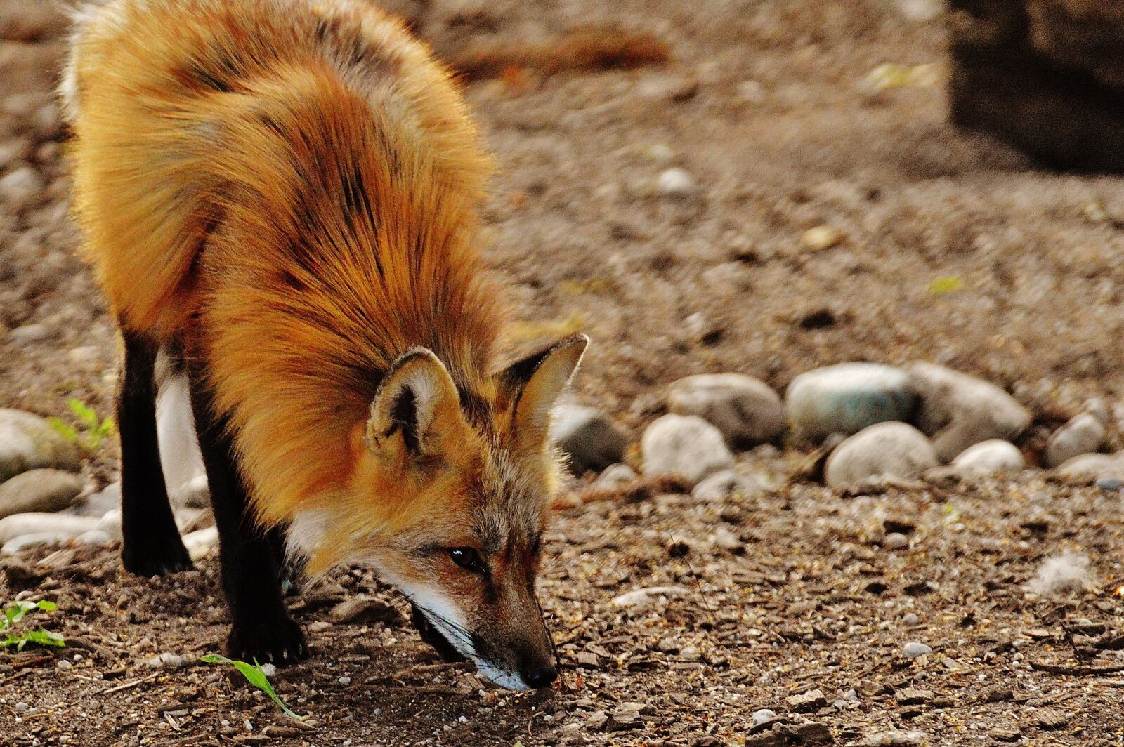Nikon D3200 sample photo. Fuchs, wild animal, predator photography