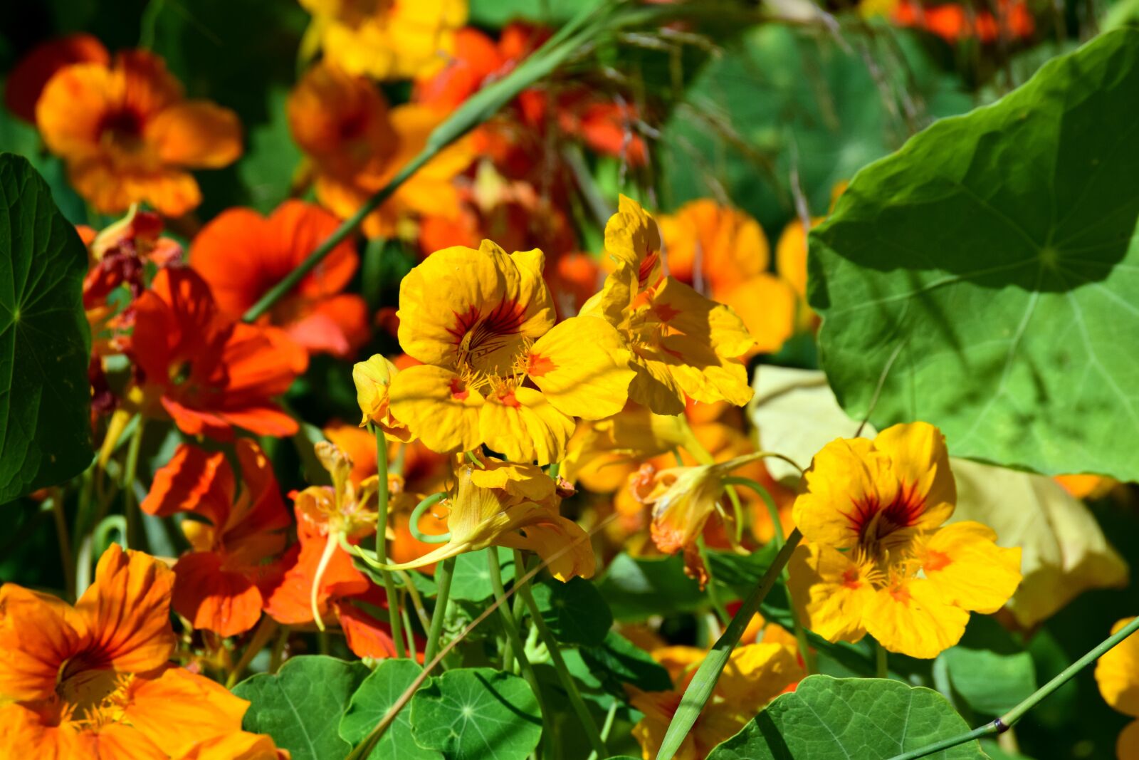 Nikon D3300 sample photo. Flowers, orange, yellow photography