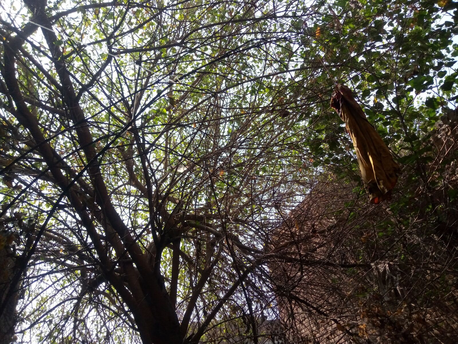 TECNO MOBILE LIMITED TECNO KC2 sample photo. Jungle, tree, winter photography