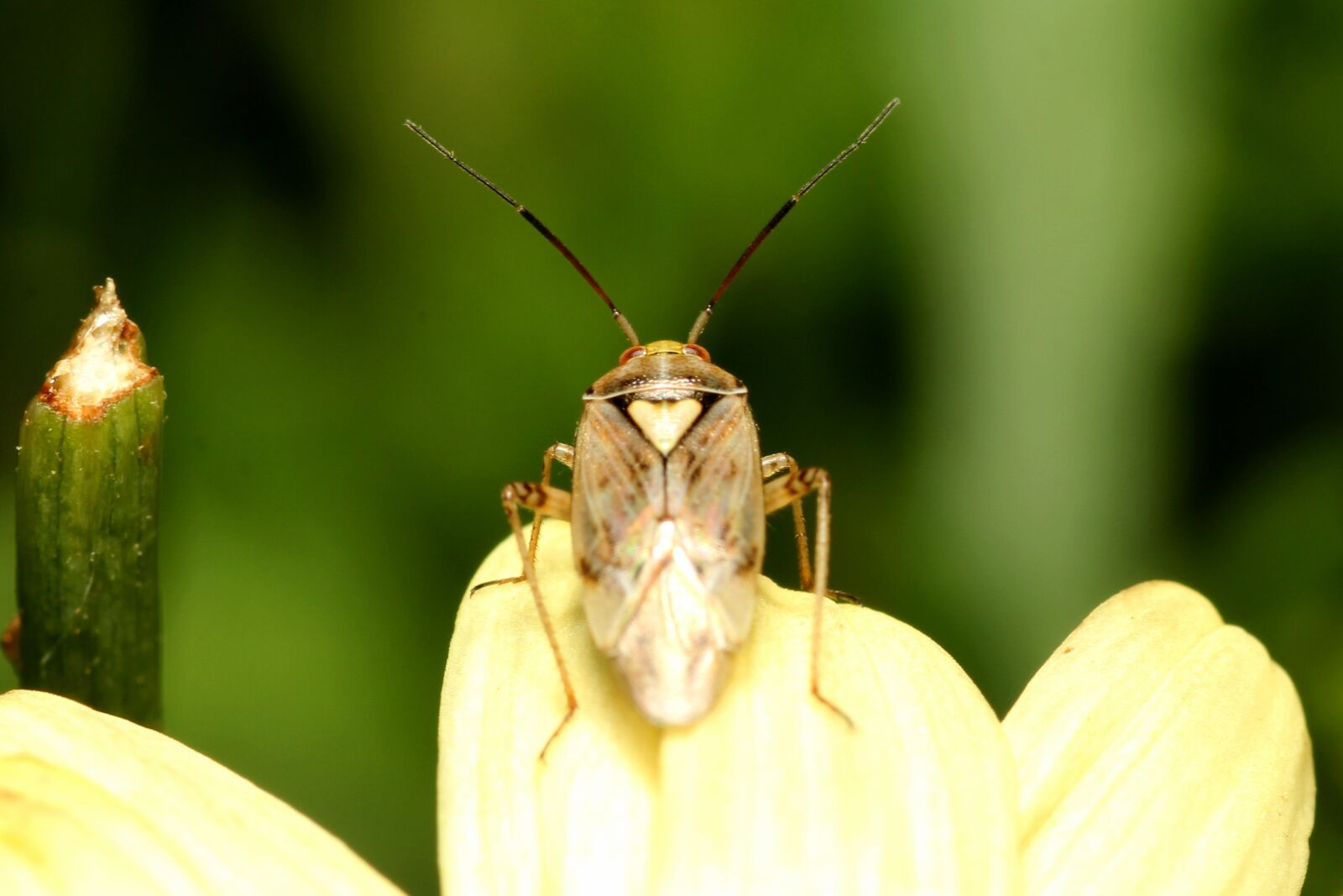 Canon EOS 60D sample photo. Beetle, insect, macro photography