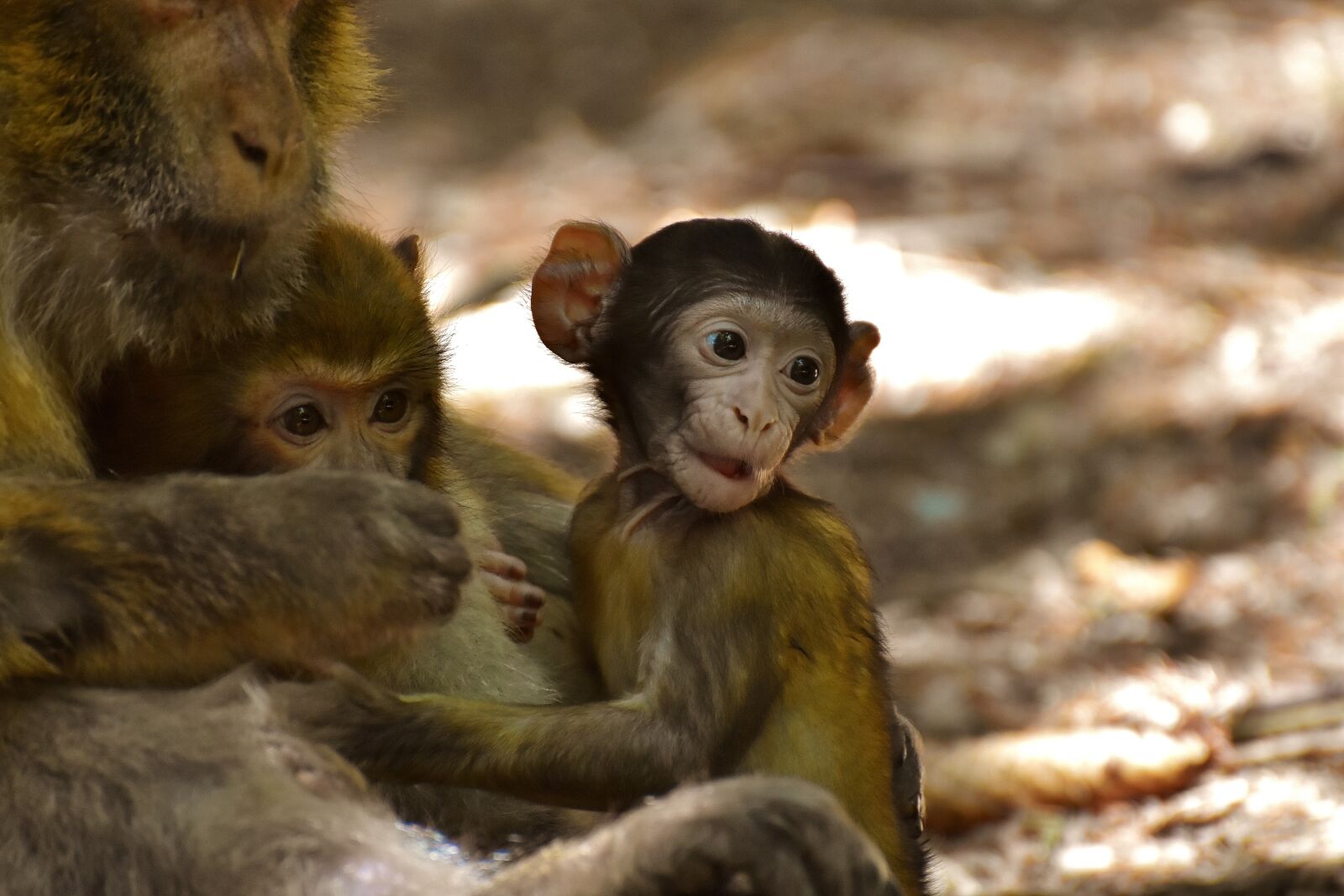 Nikon D7200 sample photo. Ape, baby monkey, barbary photography