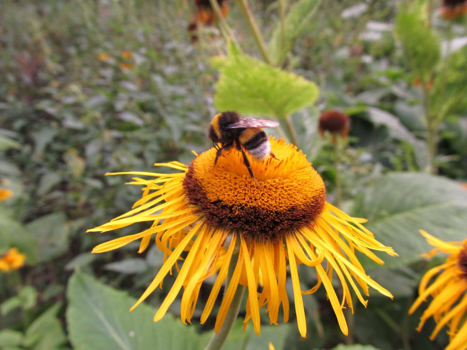 Canon PowerShot SX130 IS sample photo. Flower, bee, yellow photography