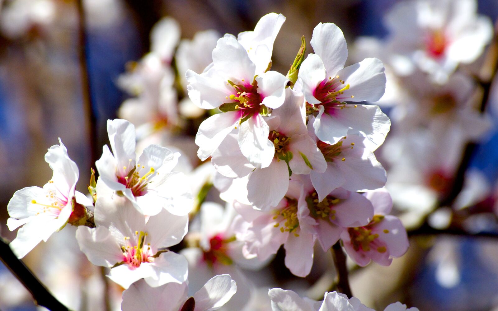 Nikon D5000 sample photo. Spring, flowers, almond tree photography