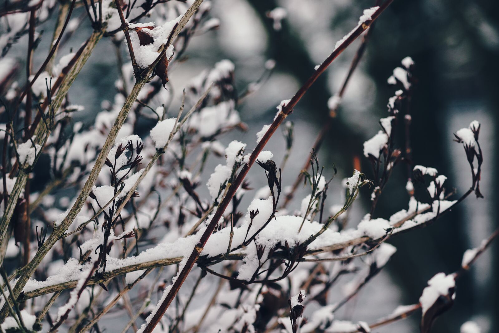 Canon EOS 200D (EOS Rebel SL2 / EOS Kiss X9) sample photo. Branches, snow, snowy photography
