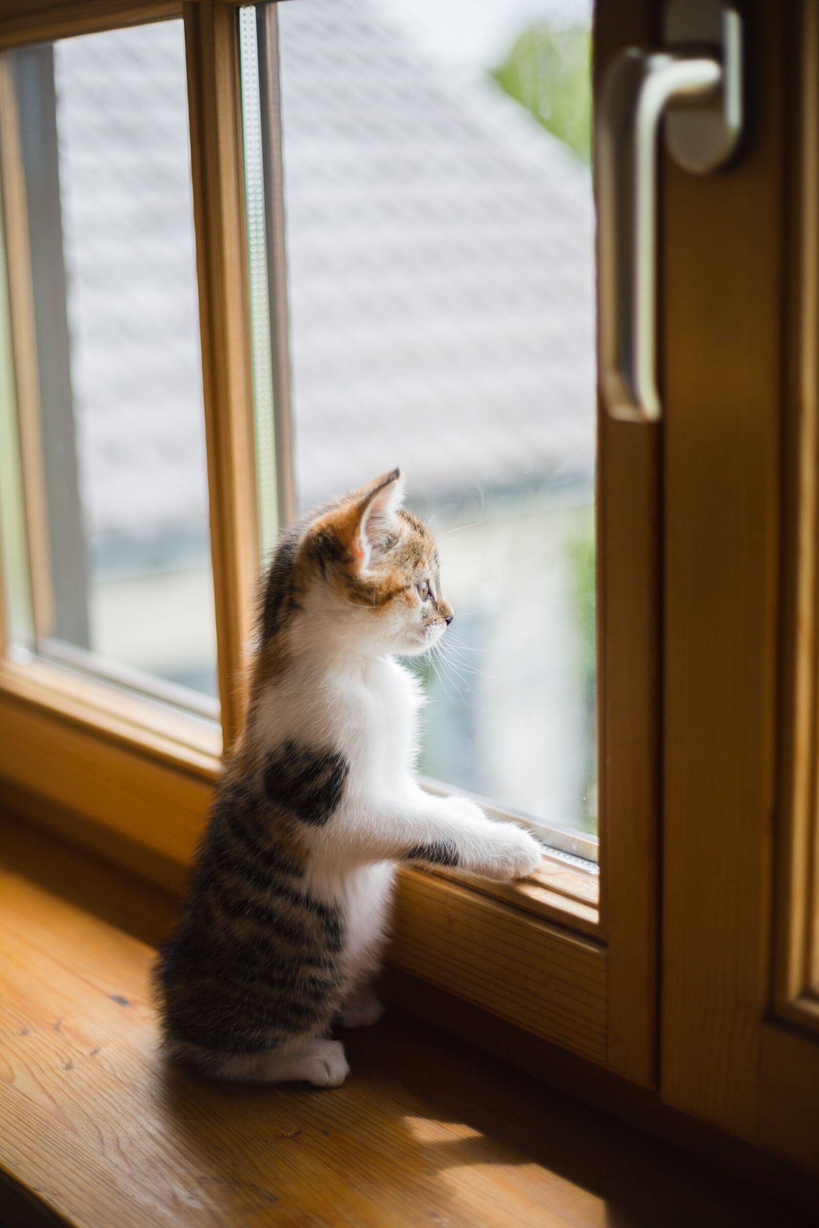 Canon EF 50mm F1.8 II sample photo. Young, boy, cat photography