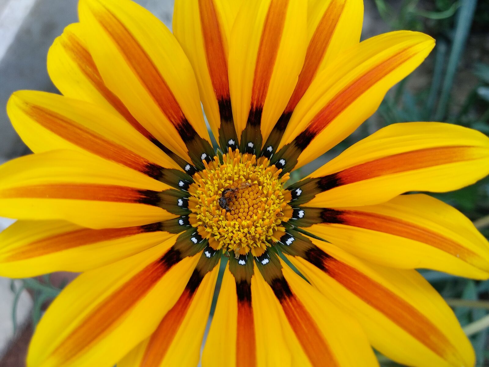 Xiaomi Mi A1 sample photo. Flower, nature, summer photography