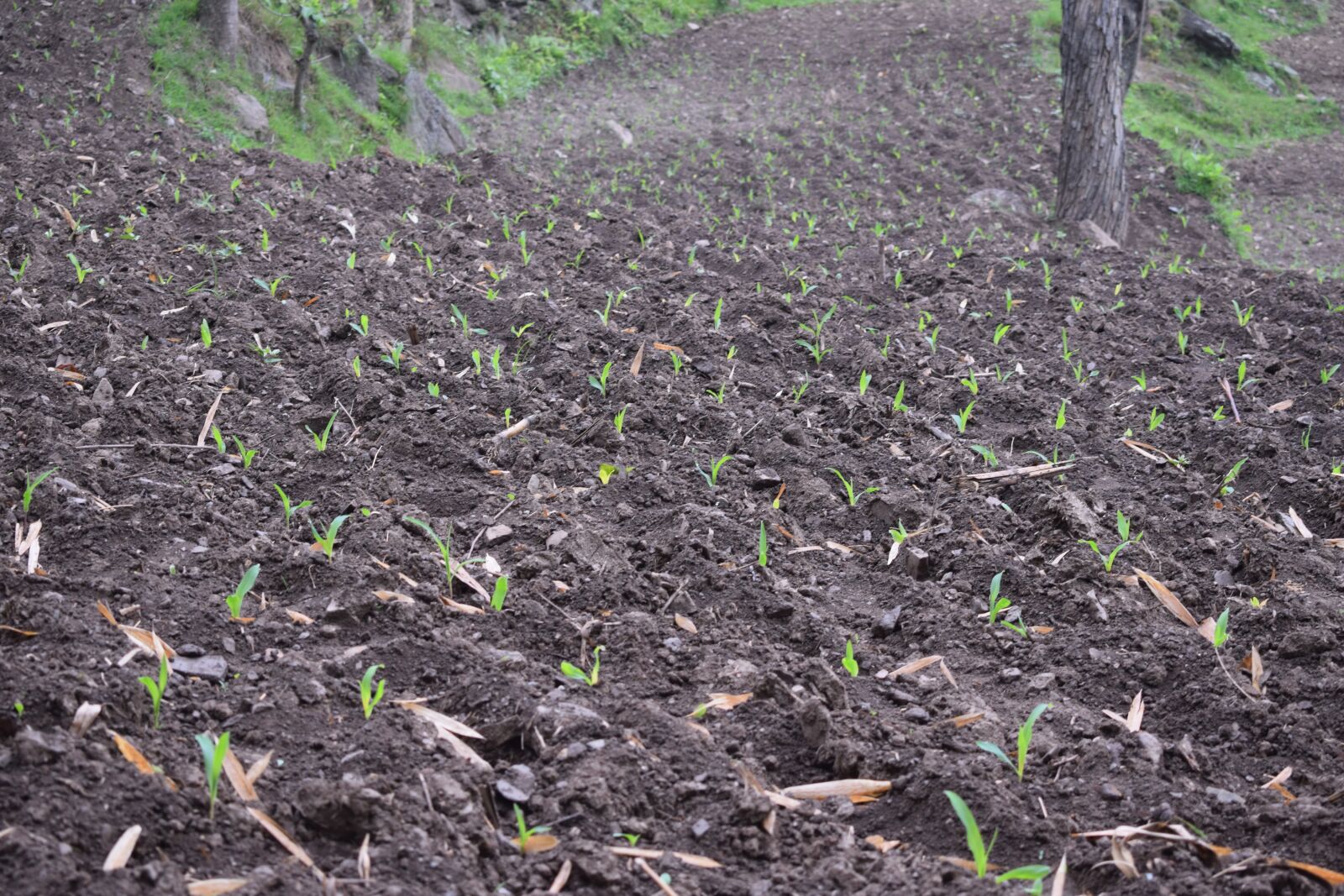 Nikon D5300 sample photo. Farming soil, soil, dirt photography