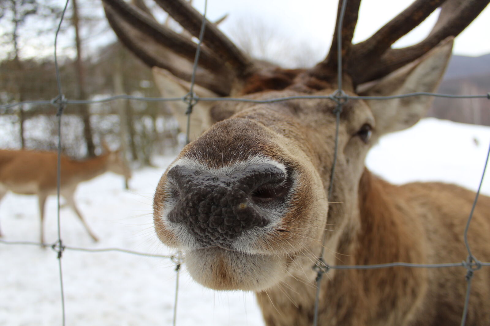 Canon EOS 1300D (EOS Rebel T6 / EOS Kiss X80) sample photo. Brown, curious, elk, fence photography